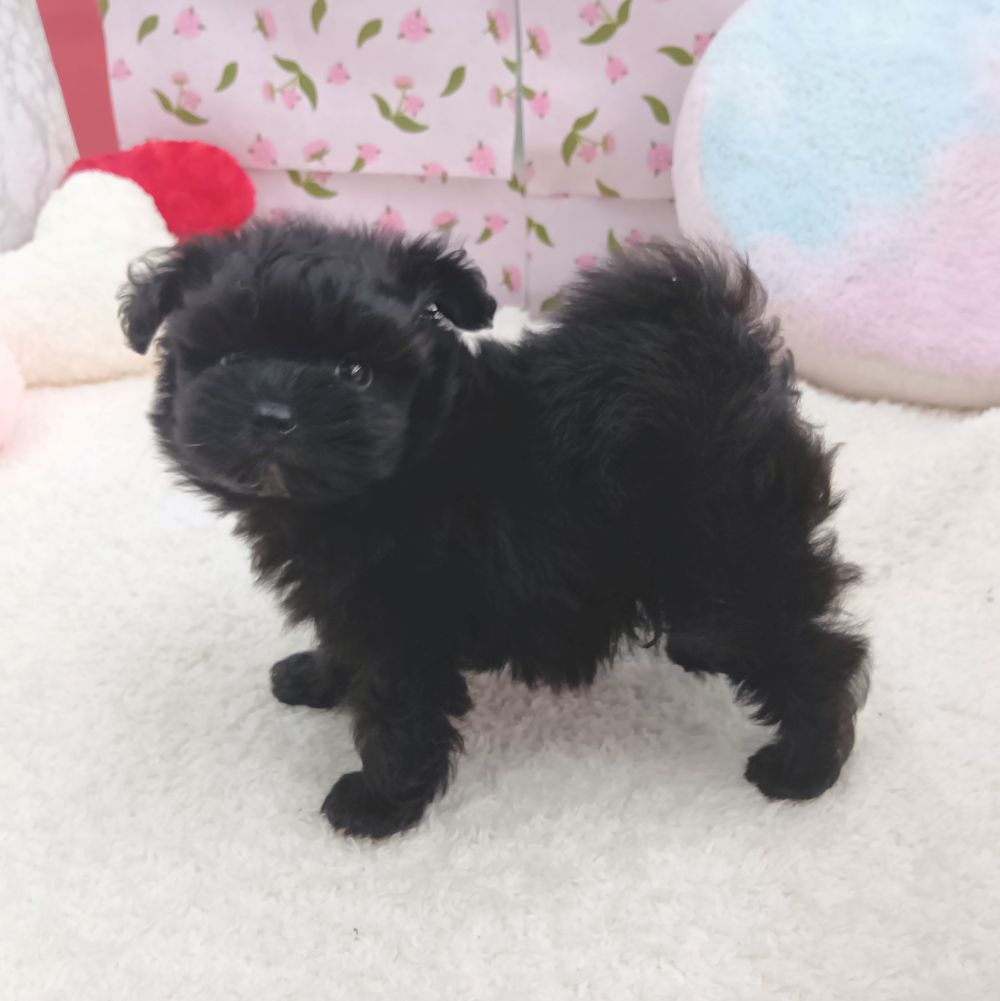 愛知県のポメプー(ポメラニアン×プードル) (犬の家＆猫の里エアポートウォーク店/2026年8月18日生まれ/男の子/ブラック)の子犬の1枚目の画像