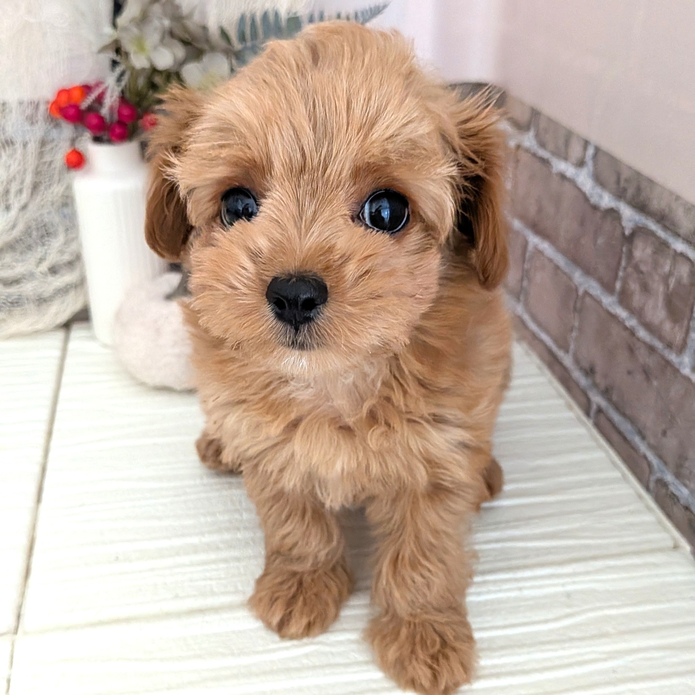 2025年8月18日生まれのチワプー/プーチー(チワワ×プードル)の6枚目の写真