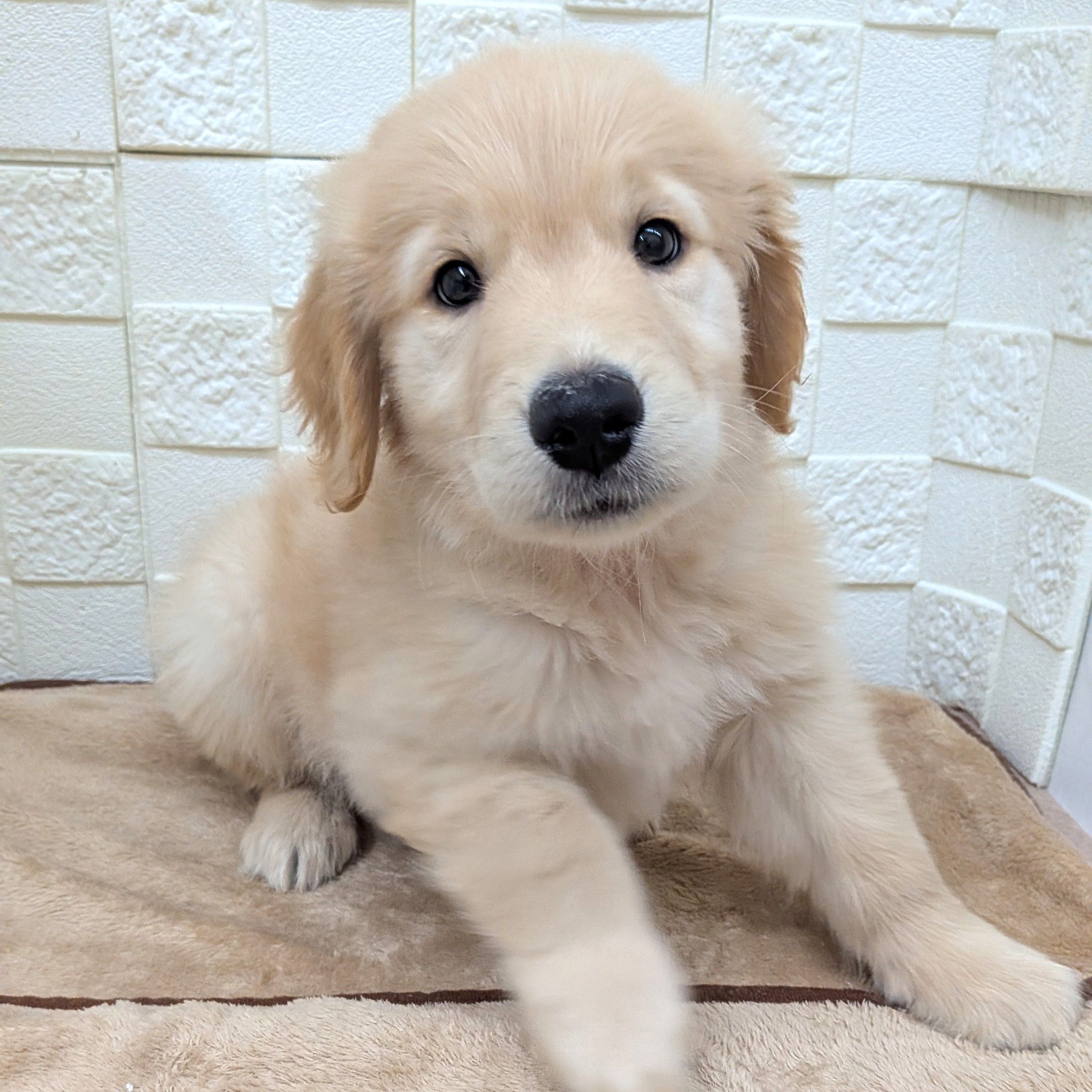 愛知県のゴールデンレトリバー (犬の家&猫の里碧南店/2025年8月26日生まれ/男の子/ゴールデン)の子犬の1枚目の画像