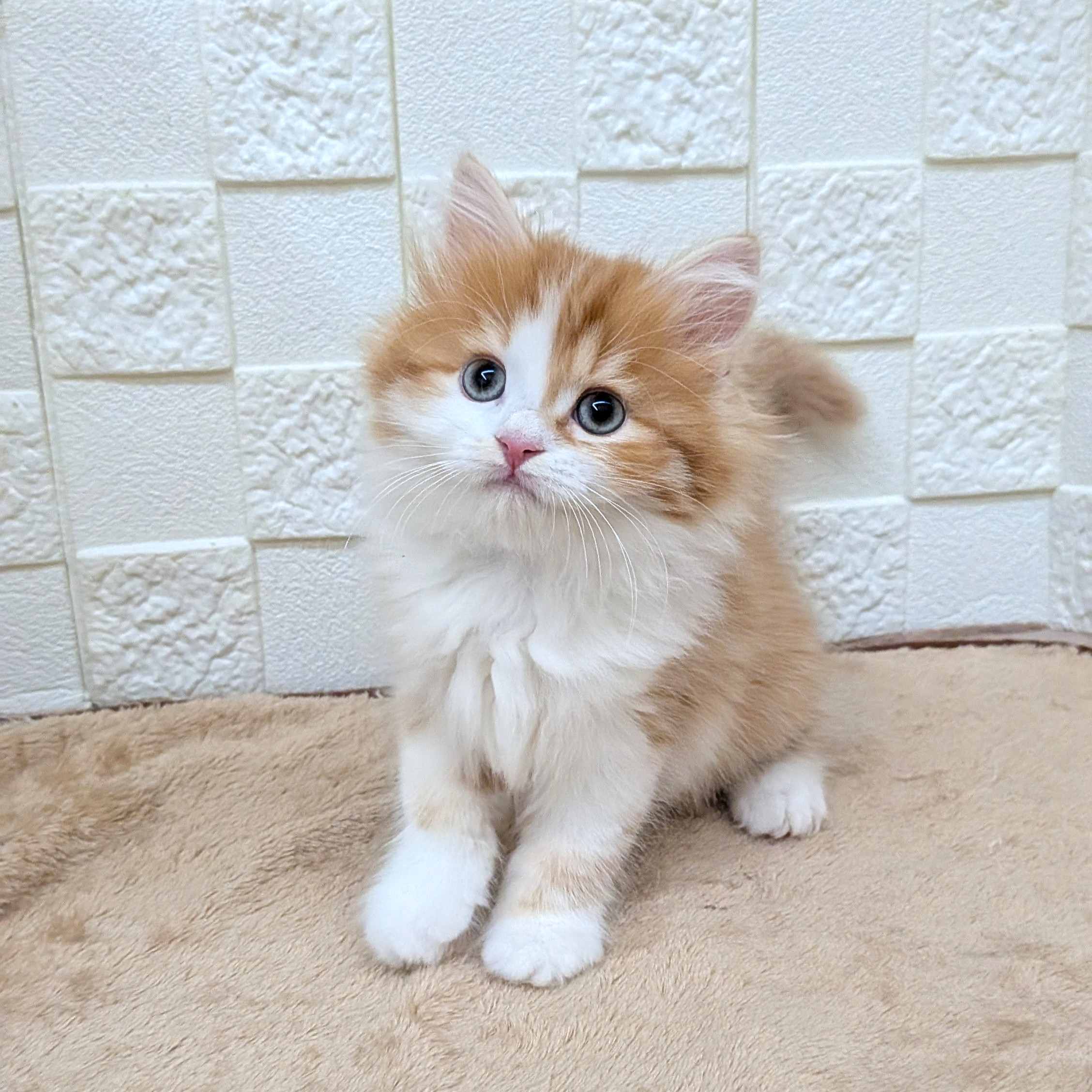 2025年8月27日生まれのスコティッシュフォールドの6枚目の写真