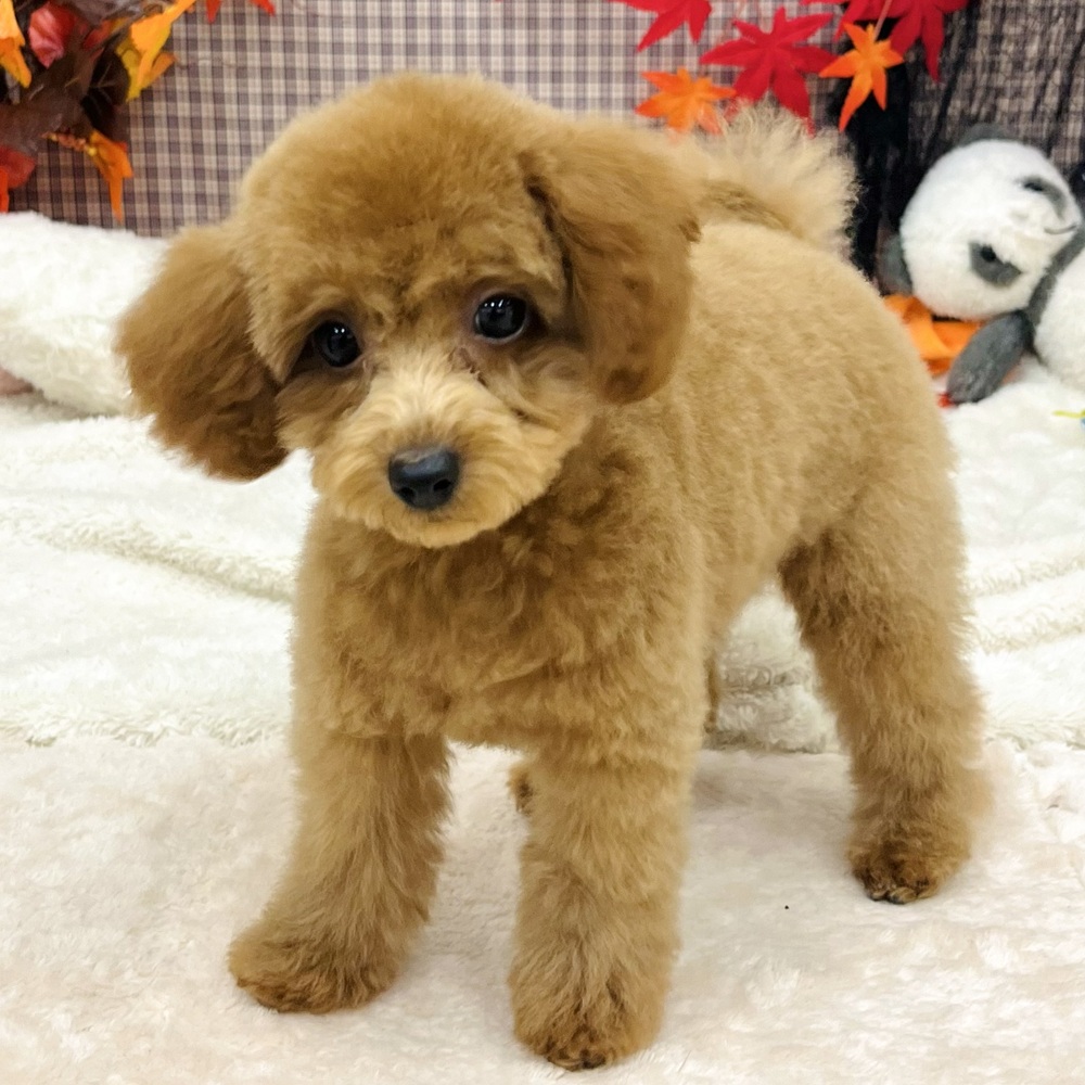 2025年7月2日生まれのトイプードル(トイ)の6枚目の写真