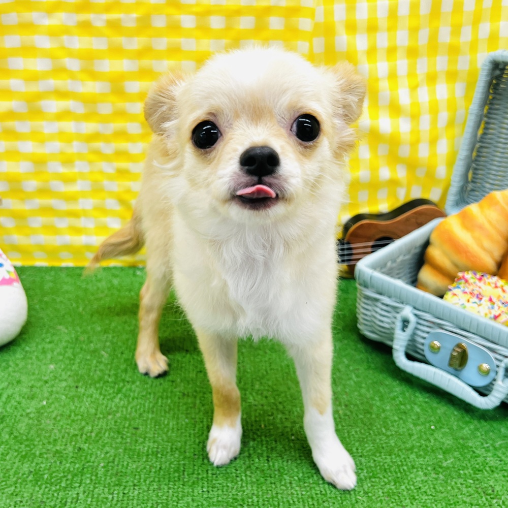 愛知県のチワワ(ロング) (犬の家＆猫の里名古屋天白店/2025年11月25日生まれ/男の子/クリームホワイト)の子犬の1枚目の画像