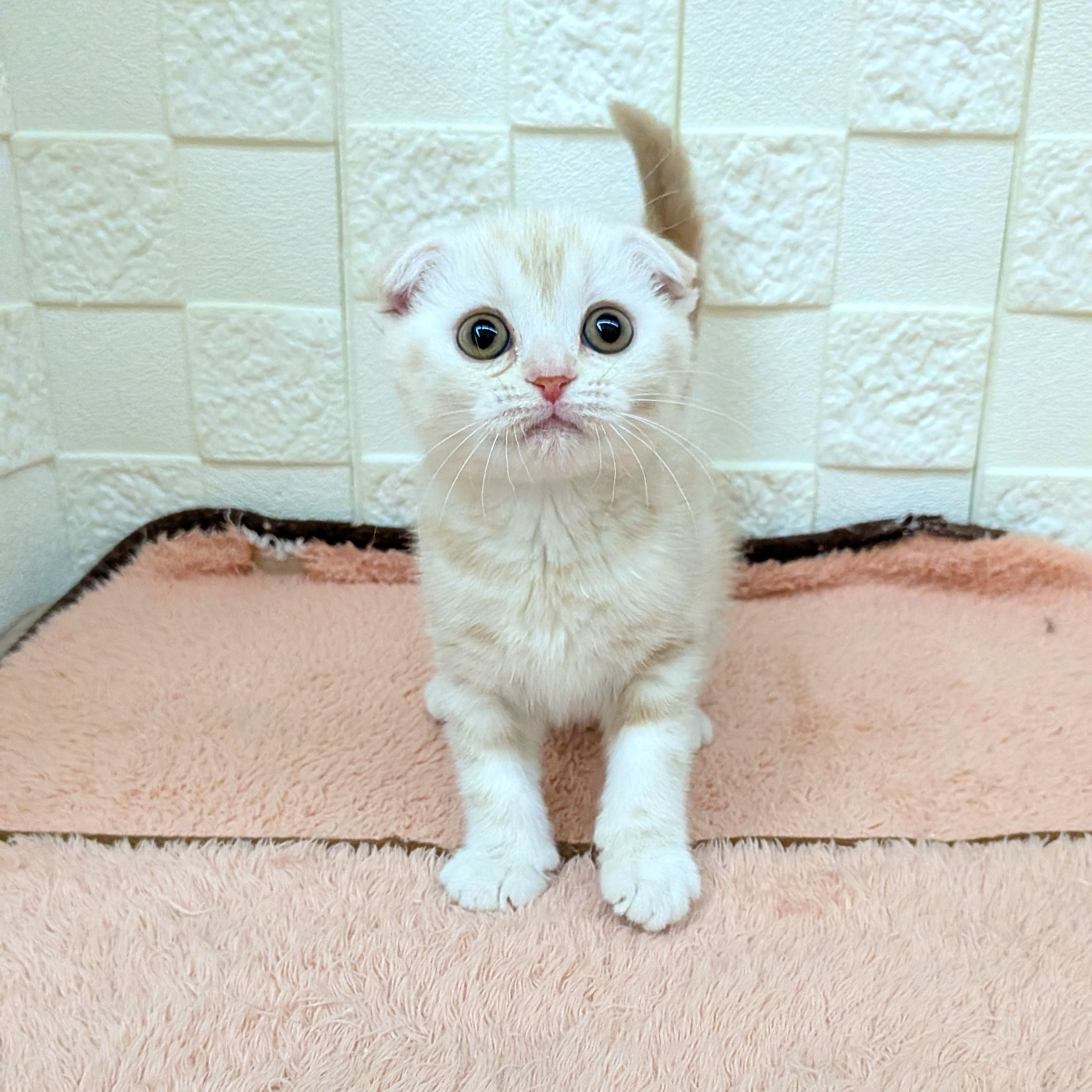 スコティッシュフォールド男の子の写真