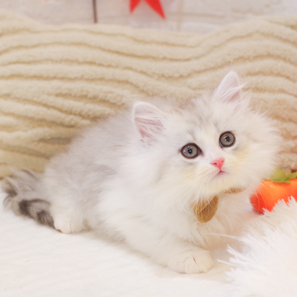 静岡県のミヌエット (犬の家＆猫の里富士店/2025年9月22日生まれ/男の子/シルバータビーホワイト)の子猫の1枚目の画像