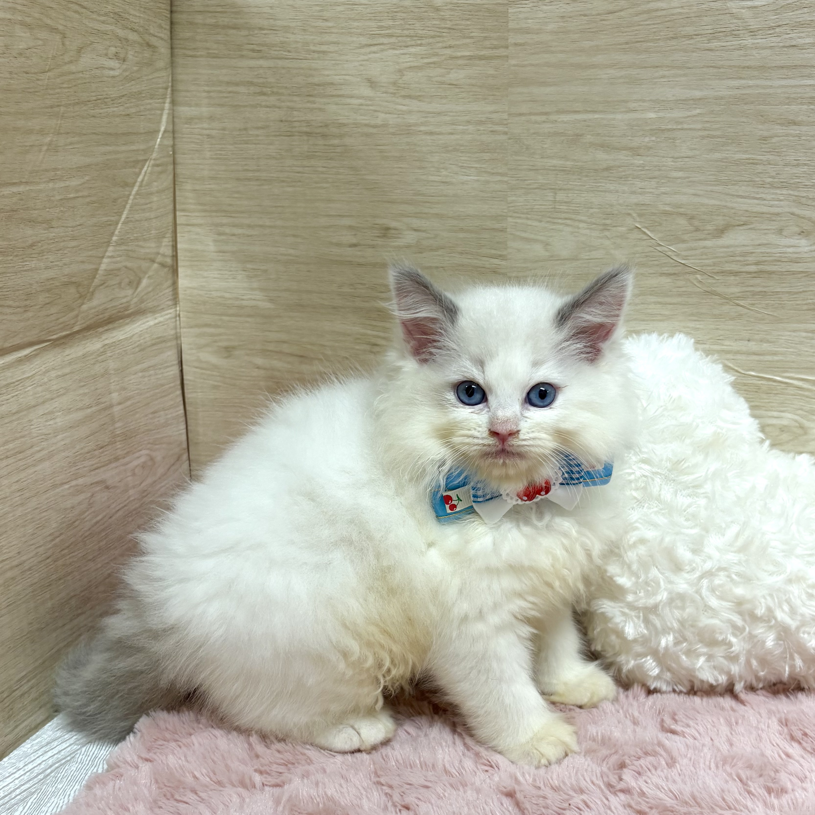 大阪府のラグドール (犬の家＆猫の里そよら東岸和田店/2025年4月20日生まれ/女の子/ブルーポイントバイカラー)の子猫