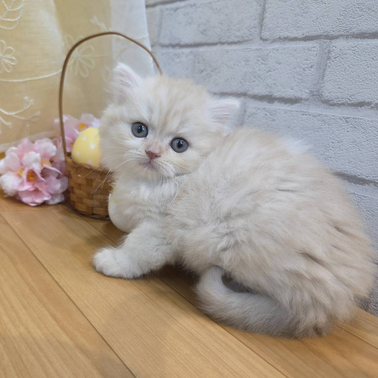 長野県のスコティッシュフォールド (犬の家＆猫の里カインズ梓川店/2026年2月2日生まれ/男の子/クリームタビーホワイト)の子猫の1枚目の画像