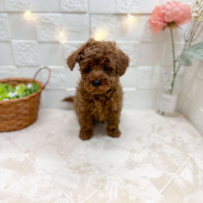 東京都のトイプードル(トイ) (犬の家＆猫の里ペットフォレスト小平店/2025年12月20日生まれ/男の子/レッドフォーン)の子犬の1枚目の画像