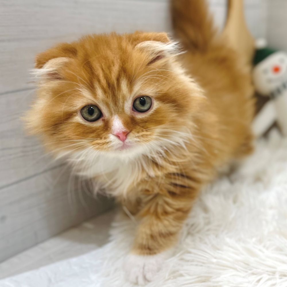 スコティッシュフォールド男の子の写真