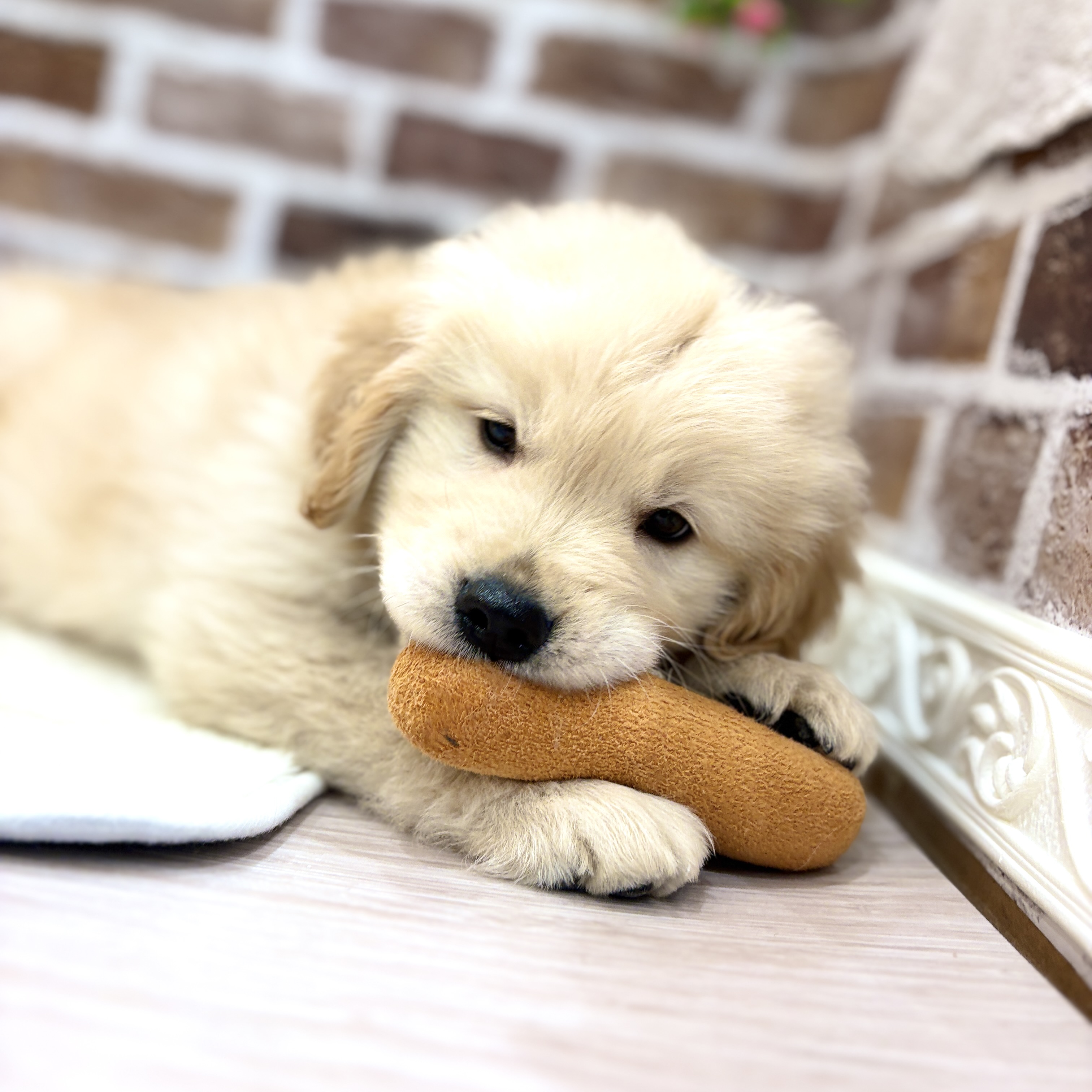 三重県のゴールデンレトリバー (犬の家＆猫の里三重桑名店/2026年3月11日生まれ/男の子/ゴールデン)の子犬
