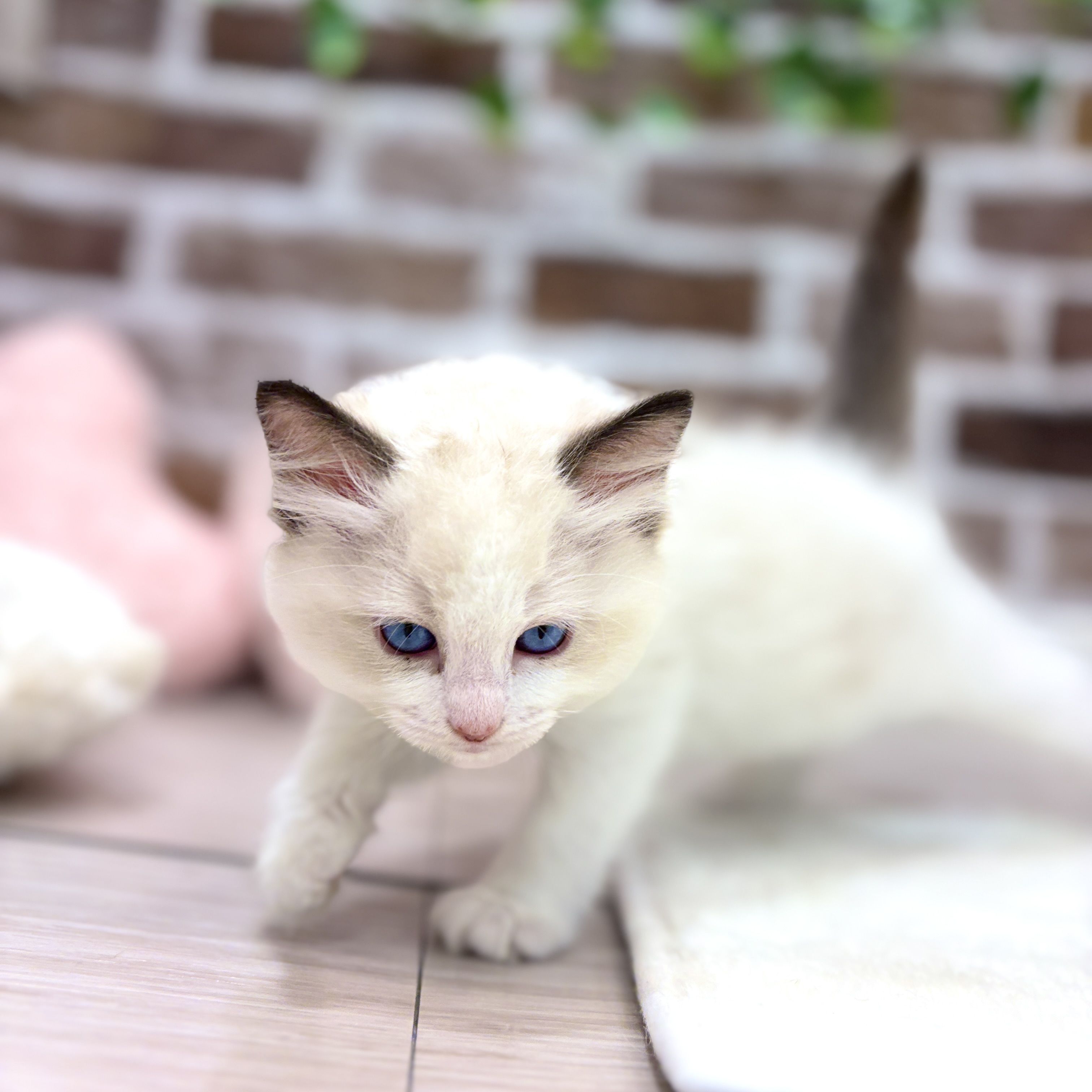 生体画像６