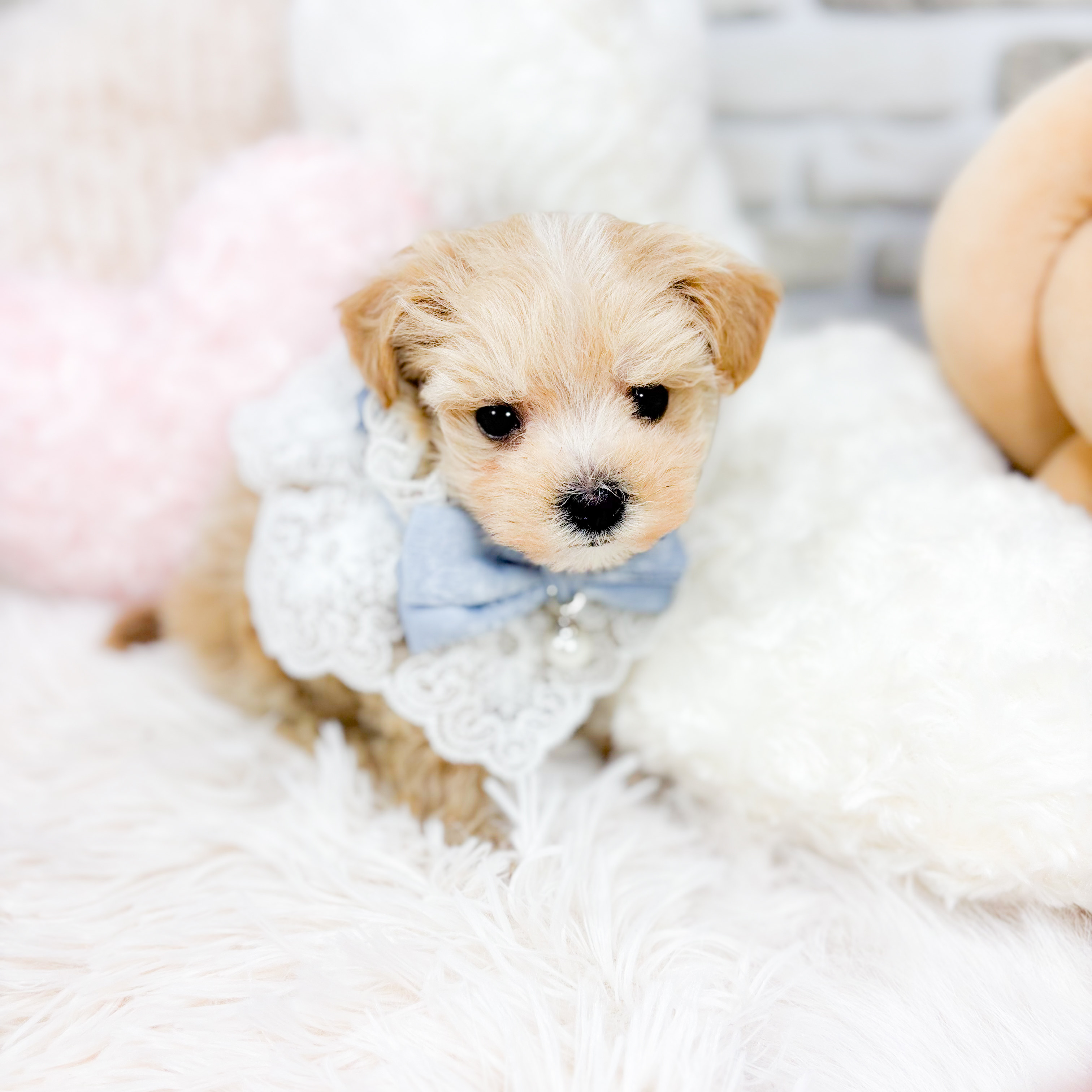 ハーフ犬男の子の写真