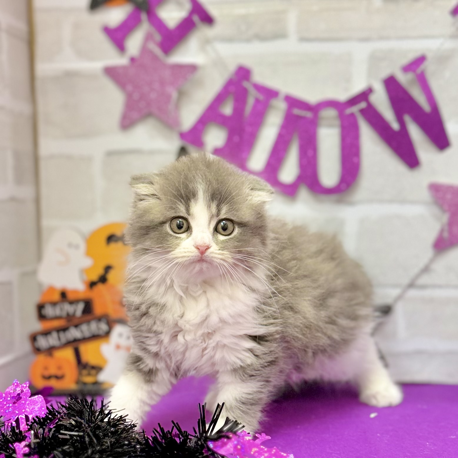 静岡県のスコティッシュフォールド (犬の家＆猫の里プレ葉ウォーク浜北店/2025年8月18日生まれ/女の子/ブルータビーホワイト)の子猫の1枚目の画像