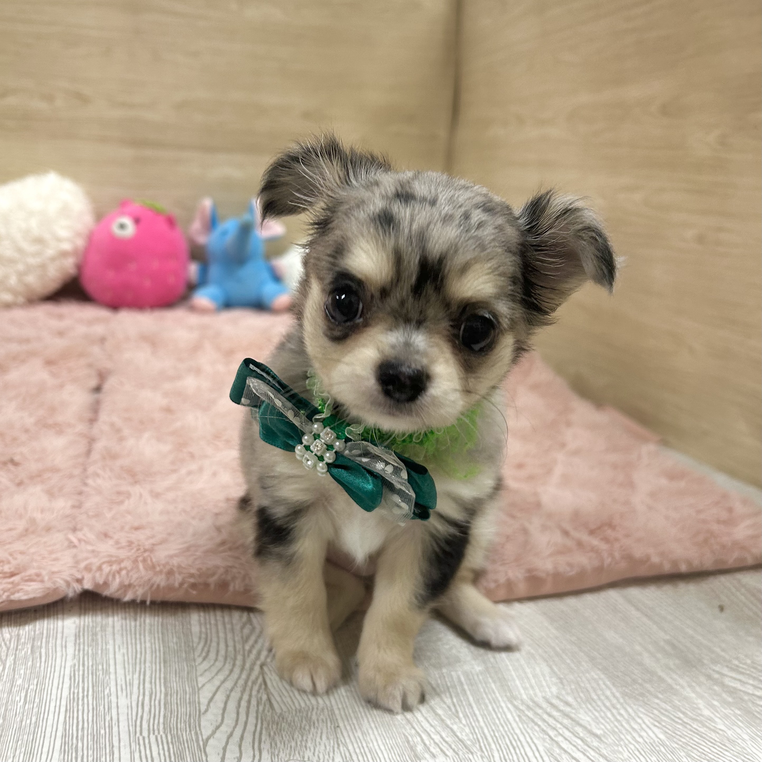 大阪府のチワワ(ロング) (犬の家＆猫の里そよら東岸和田店/2025年5月15日生まれ/女の子/ブルーマール)の子犬の1枚目の画像