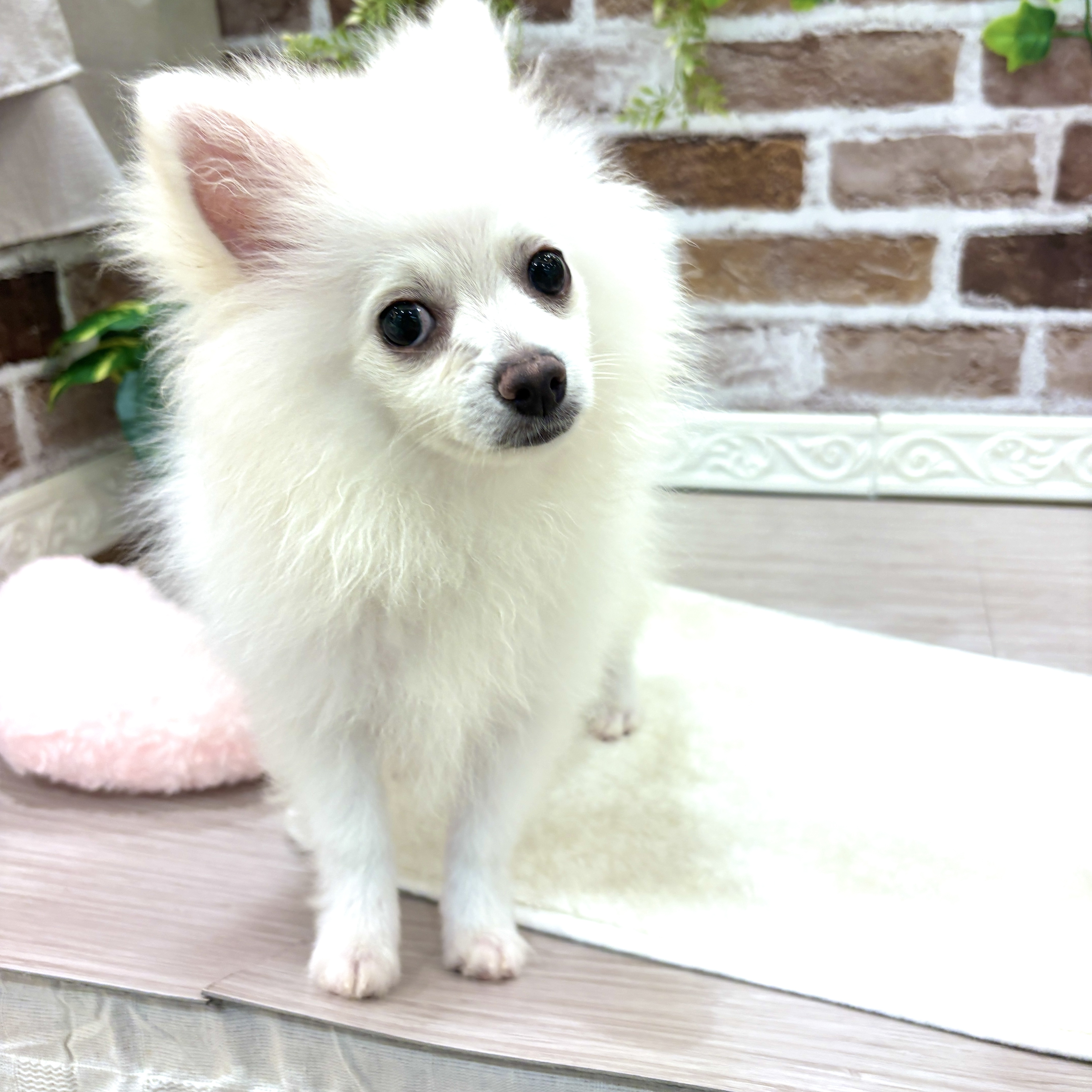 三重県のポメラニアン (犬の家＆猫の里三重桑名店/2026年3月16日生まれ/男の子/ホワイト)の子犬の1枚目の画像