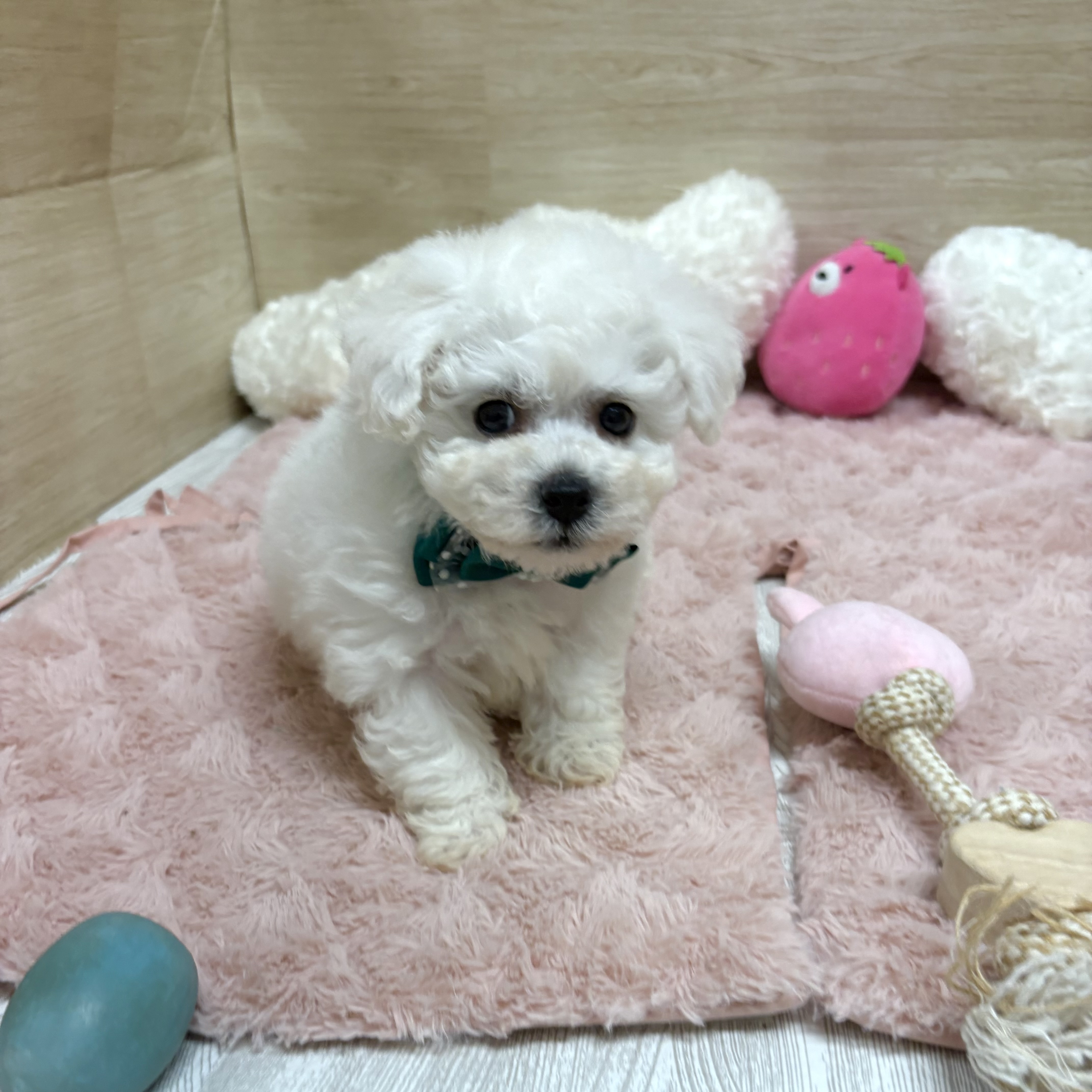 大阪府のビションフリーゼ (犬の家＆猫の里そよら東岸和田店/2025年5月30日生まれ/男の子/ホワイト)の子犬の1枚目の画像