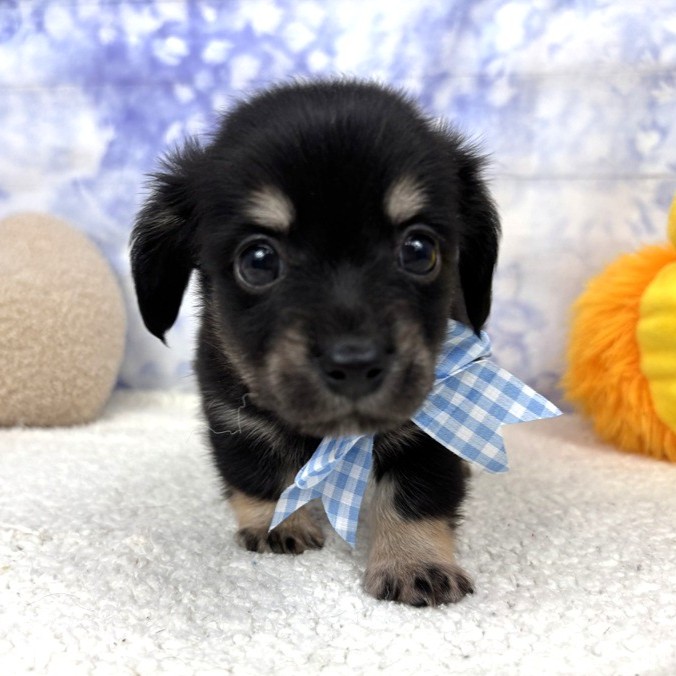 兵庫県のチワックス(チワワ×ダックス) (犬の家＆猫の里川西店/2026年4月29日生まれ/男の子/ブラックタン)の子犬の1枚目の画像