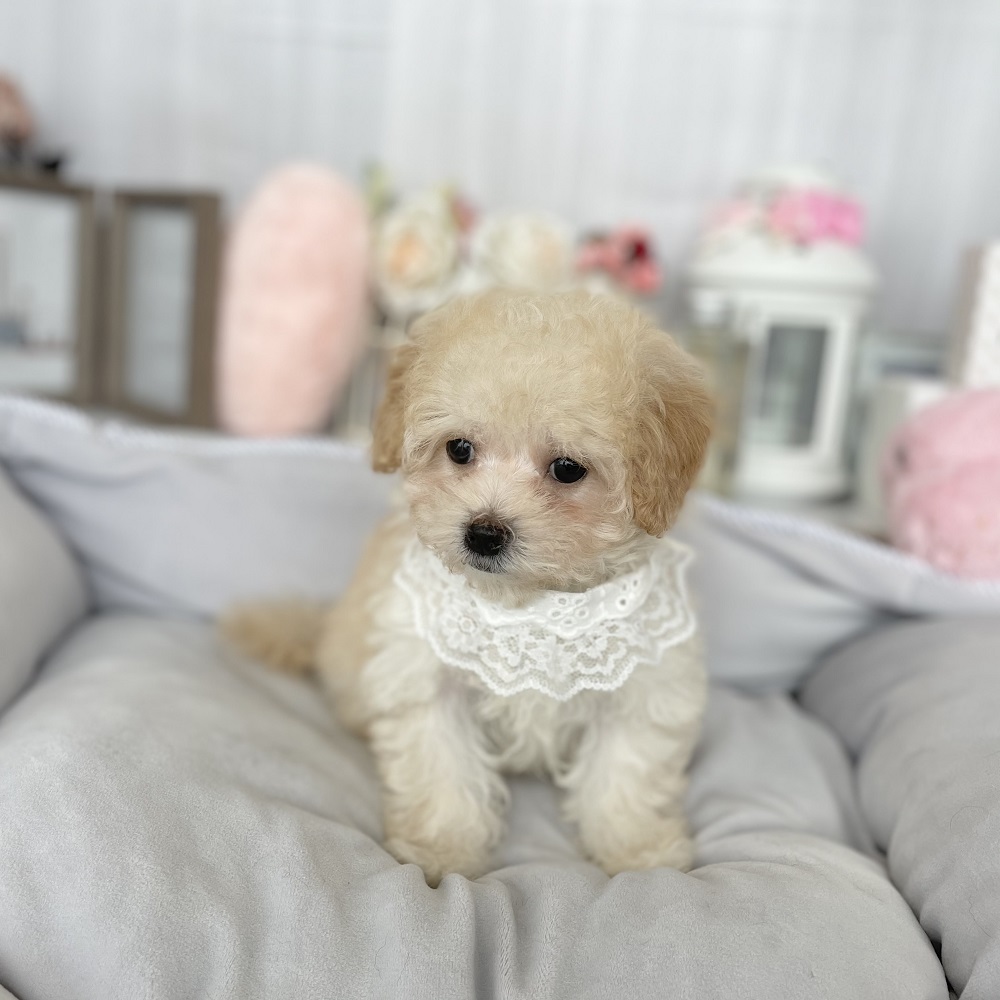ハーフ犬の画像6