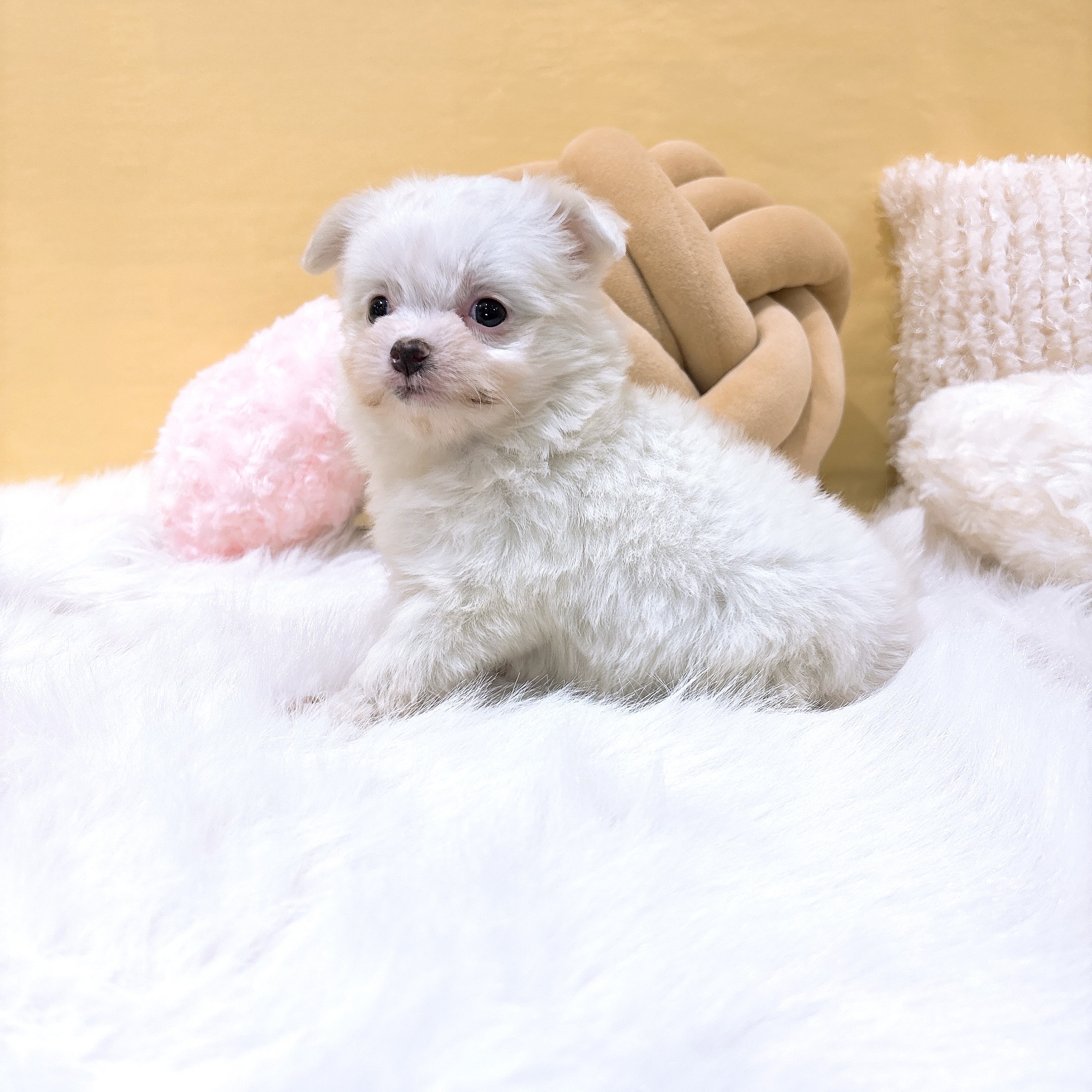 ハーフ犬女の子の写真