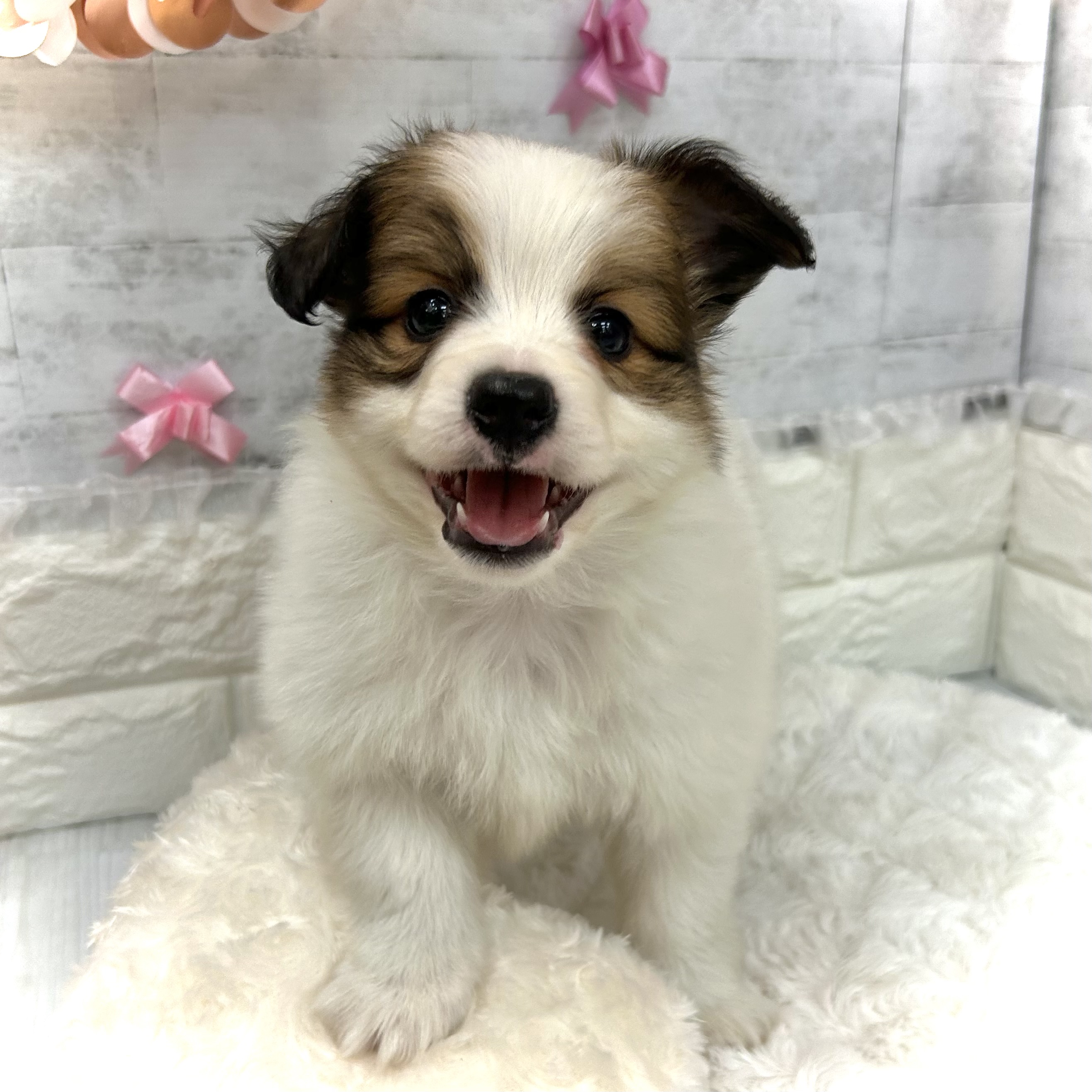 静岡県のパピヨン (犬の家＆猫の里プレ葉ウォーク浜北店/2026年3月8日生まれ/男の子/ホワイトブラウン)の子犬の1枚目の画像