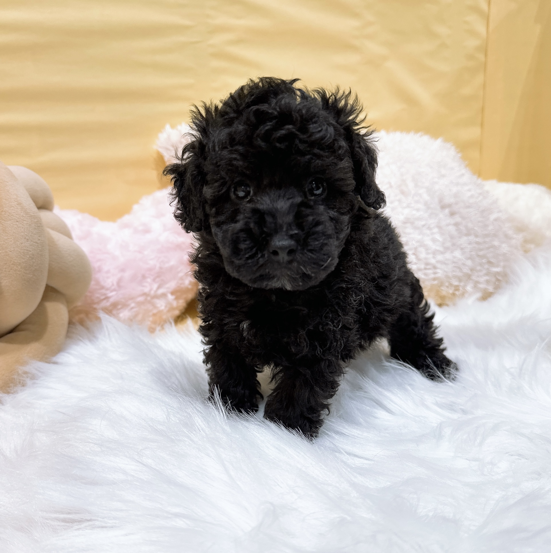 神奈川県のトイプードル(トイ) (犬の家＆猫の里元住吉ブレーメン通り店/2026年2月8日生まれ/男の子/ブラック)の子犬の1枚目の画像