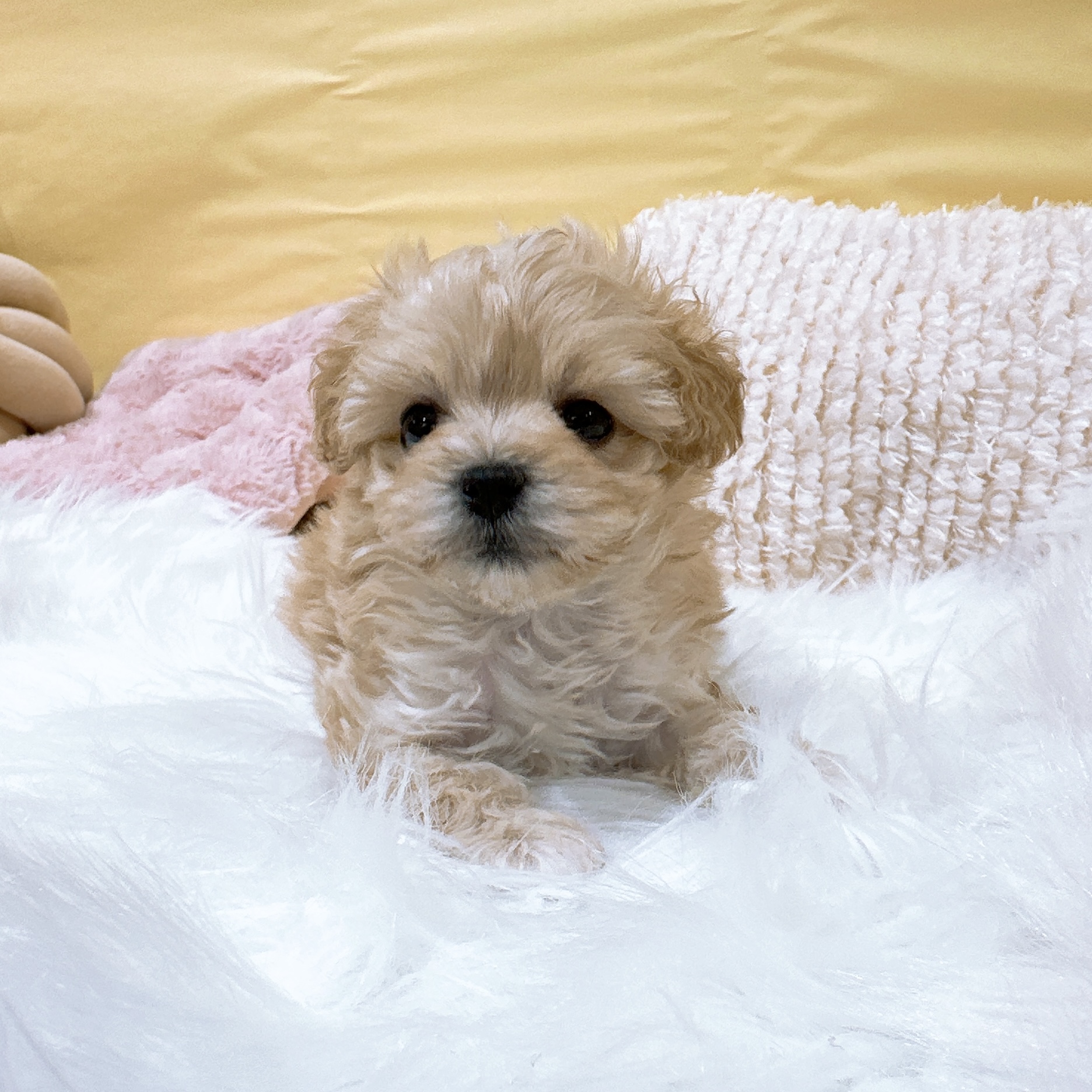 神奈川県のマルプー(マルチーズ×プードル) (犬の家＆猫の里元住吉ブレーメン通り店/2026年2月9日生まれ/女の子/アプリコット)の子犬の1枚目の画像