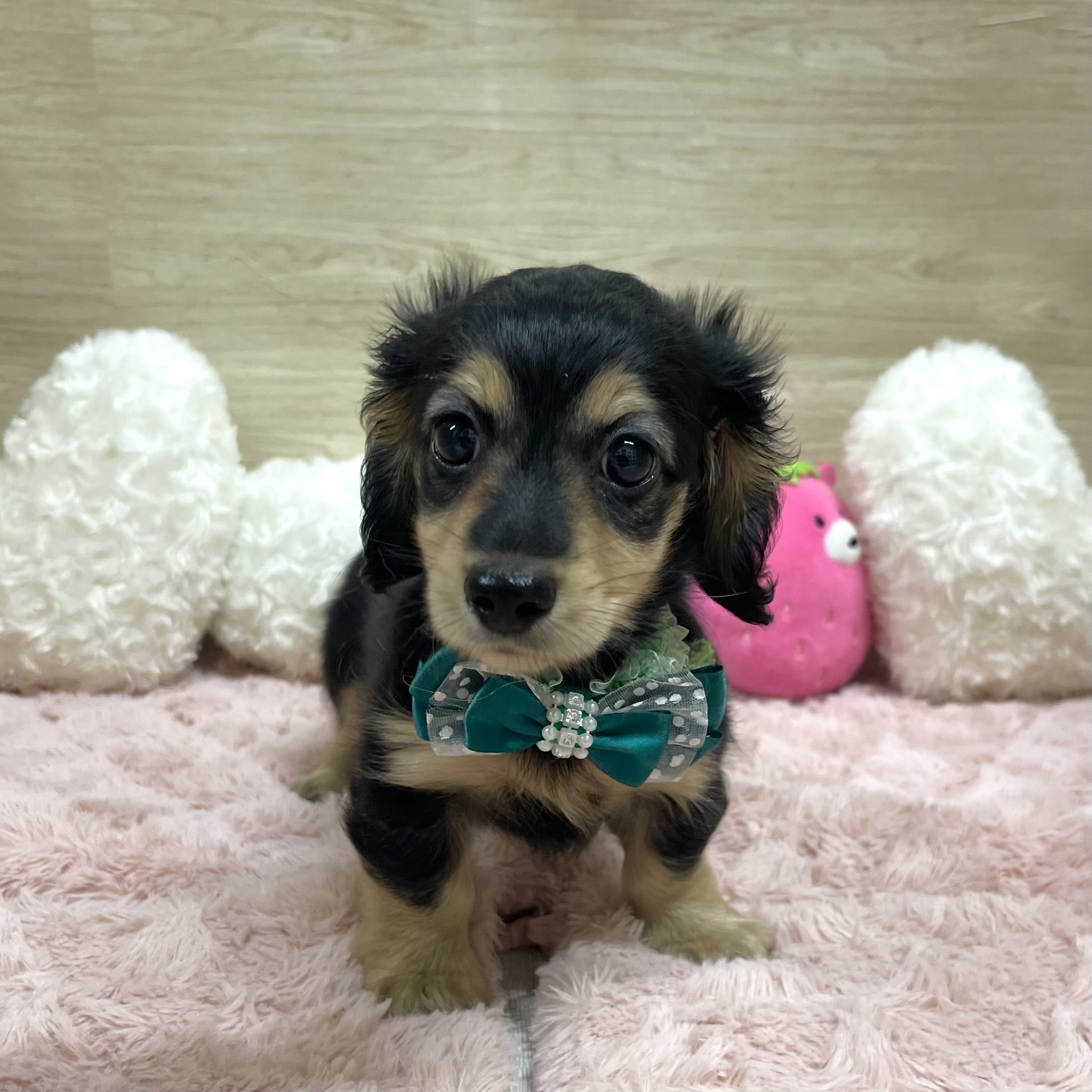 大阪府のミニチュアダックスフンド(ロング) (犬の家＆猫の里そよら東岸和田店/2025年6月25日生まれ/女の子/ブラックイエロー)の子犬の1枚目の画像