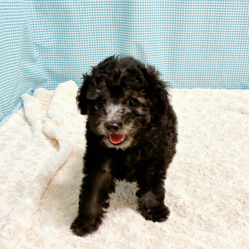愛知県のトイプードル(トイ) (犬の家＆猫の里一宮店/2026年8月7日生まれ/男の子/グレー)の子犬の1枚目の画像