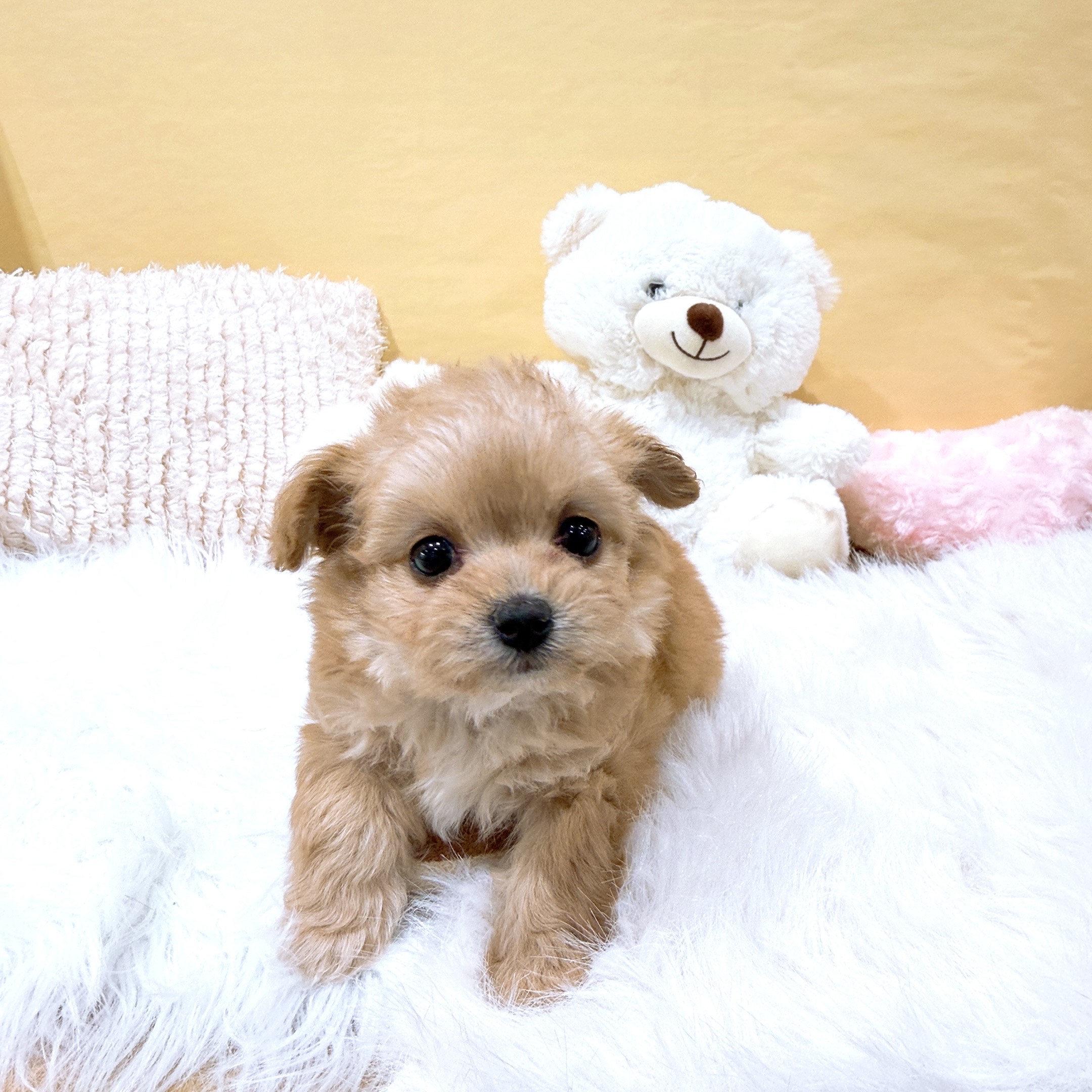 神奈川県のチワプー/プーチー(チワワ×プードル) (犬の家＆猫の里元住吉ブレーメン通り店/2025年12月7日生まれ/女の子/アプリコットホワイト)の子犬の1枚目の画像