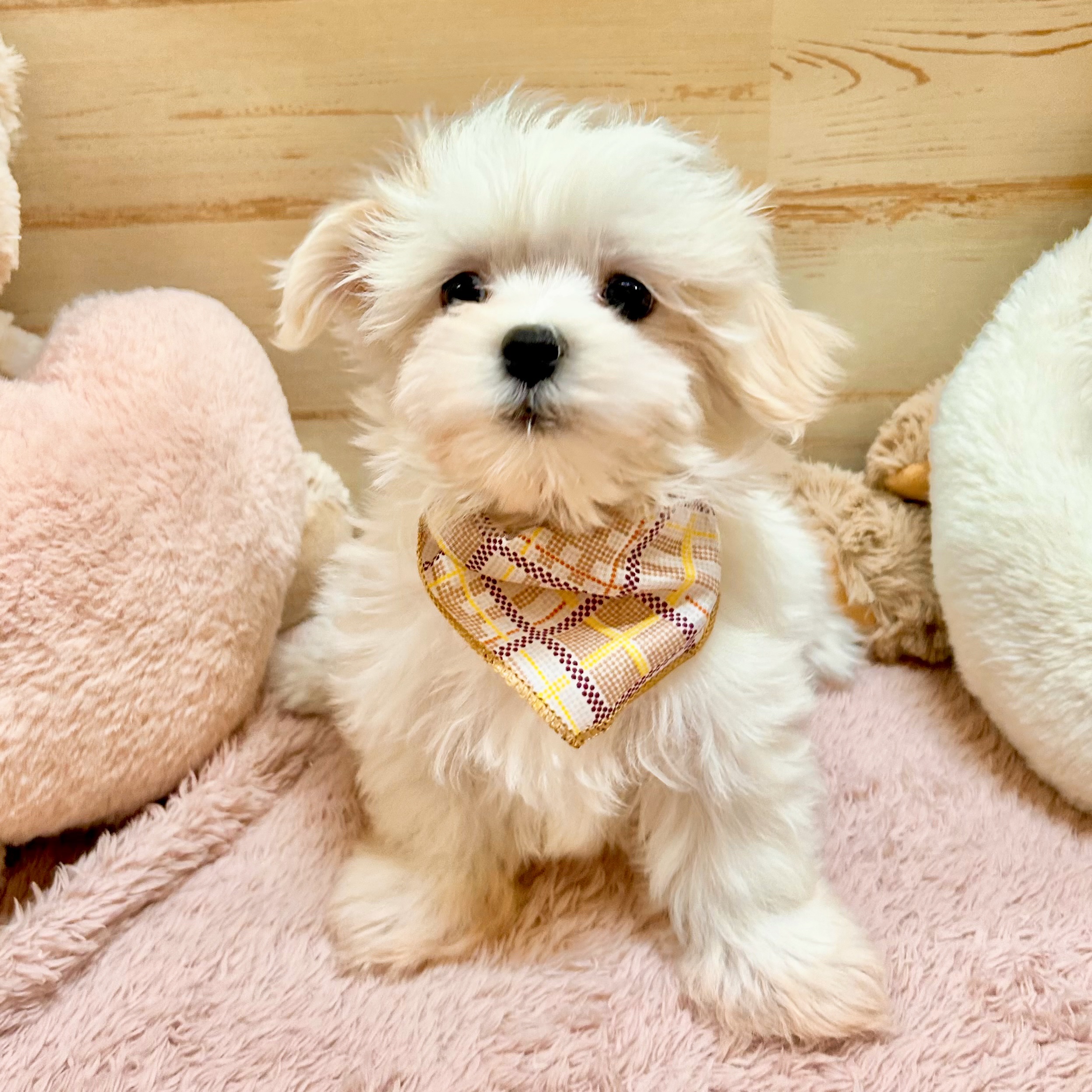 兵庫県のマルチーズ (犬の家＆猫の里神戸店/2026年1月15日生まれ/男の子/ホワイト)の子犬の1枚目の画像