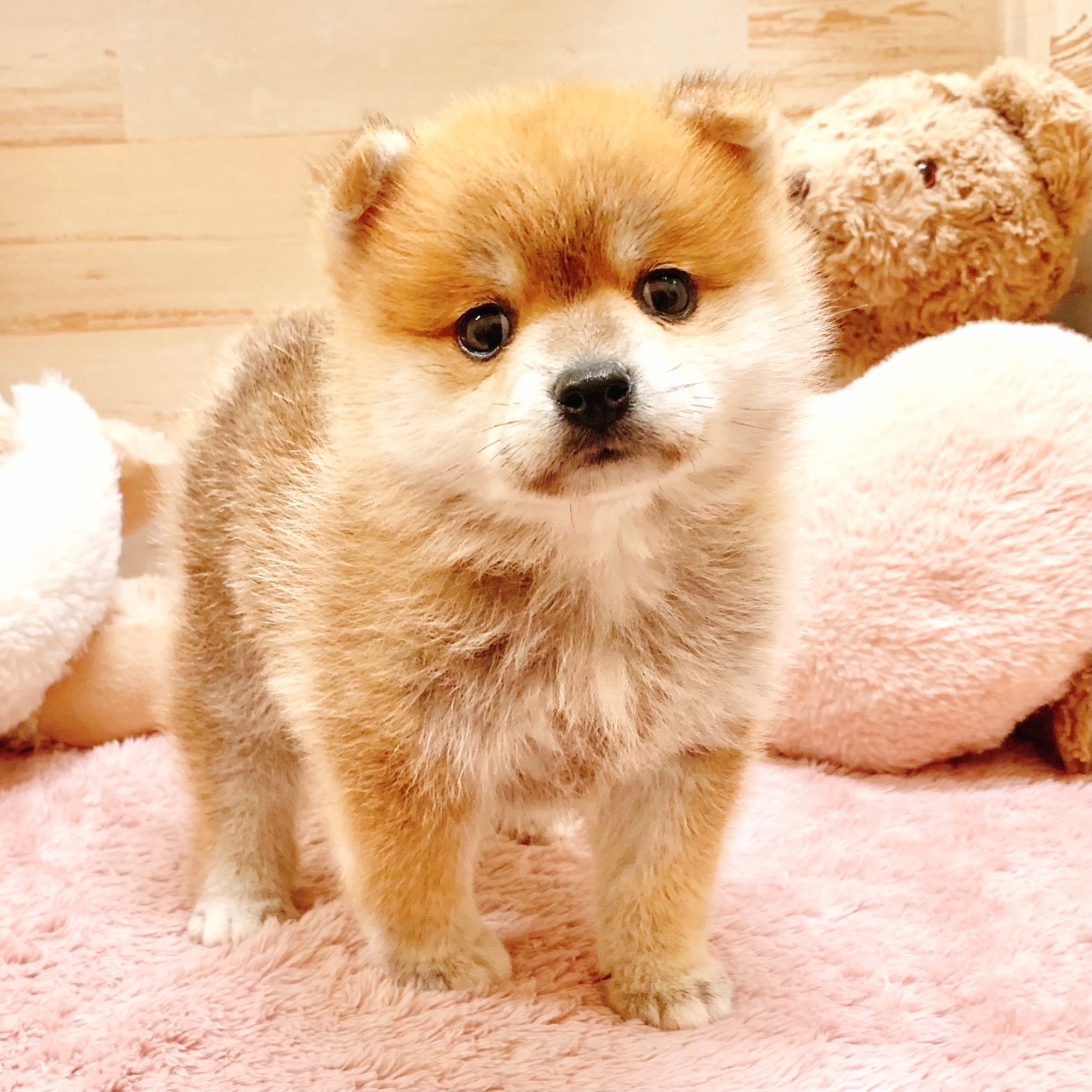 兵庫県のポメ柴/豆ポメ/ポメ豆柴(ポメラニアン×柴犬) (犬の家＆猫の里神戸店/2025年9月12日生まれ/女の子/赤)の子犬の1枚目の画像