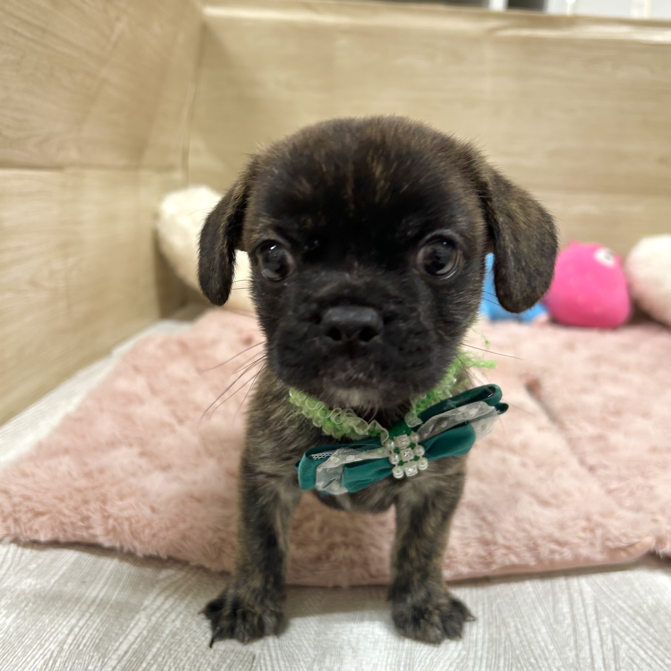 大阪府のハーフ犬・ミックス犬 (犬の家＆猫の里そよら東岸和田店/2025年6月24日生まれ/女の子/ブリンドルホワイト)の子犬の1枚目の画像