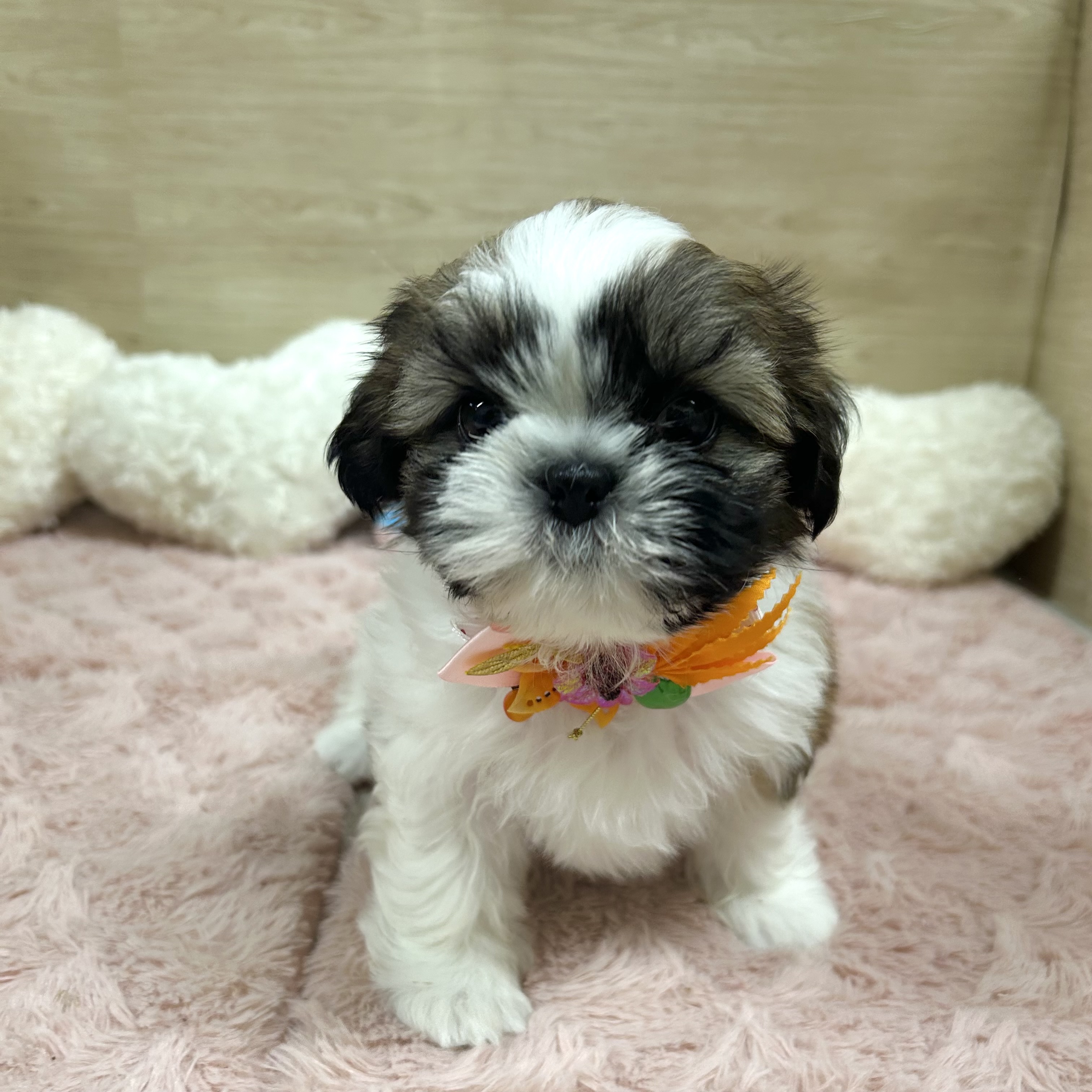 大阪府のシーズー (犬の家＆猫の里そよら東岸和田店/2025年6月24日生まれ/女の子/ホワイトゴールド)の子犬の1枚目の画像
