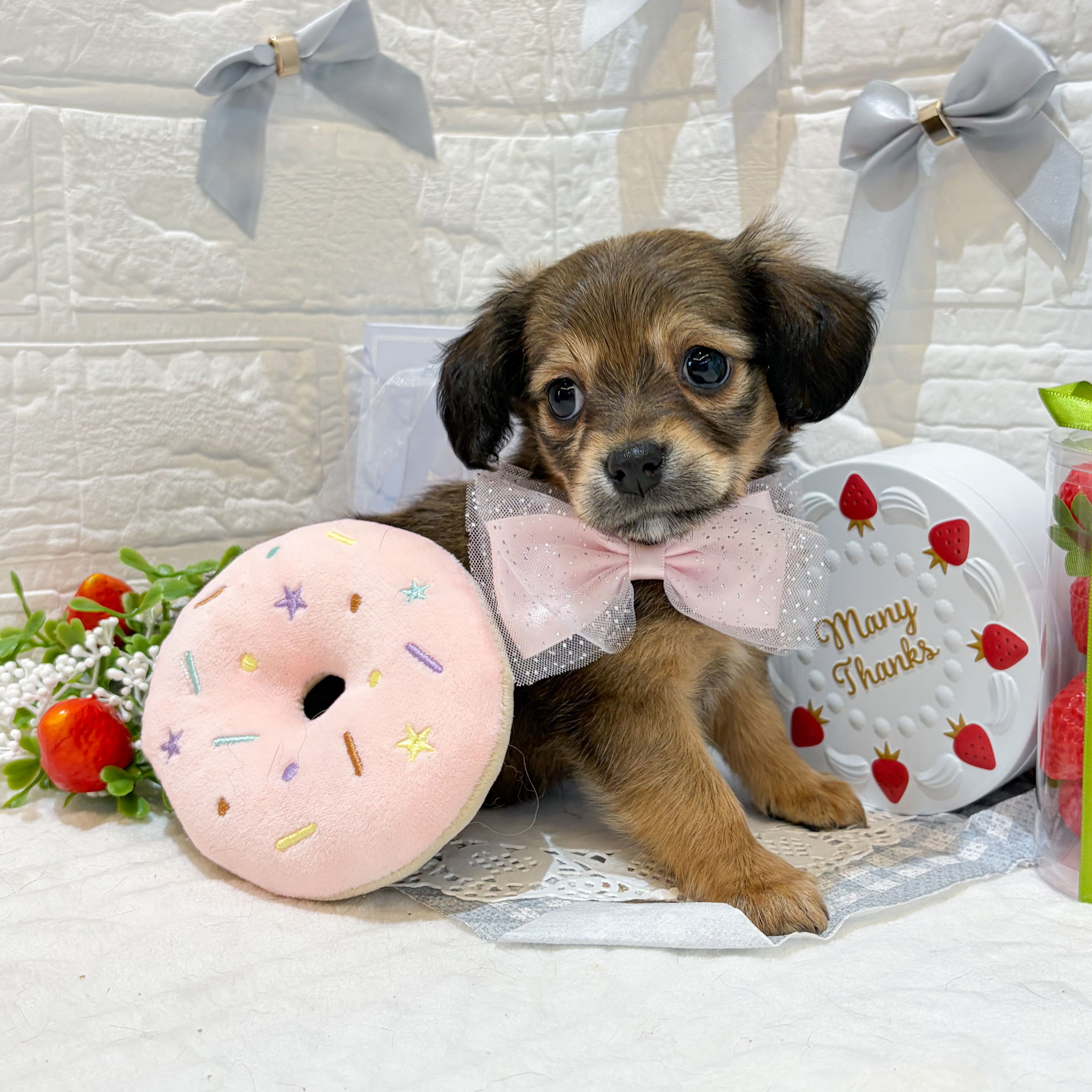 静岡県のチワックス(チワワ×ダックス) (犬の家＆猫の里富士店/2026年1月22日生まれ/女の子/シェーデットイエロー)の子犬の1枚目の画像