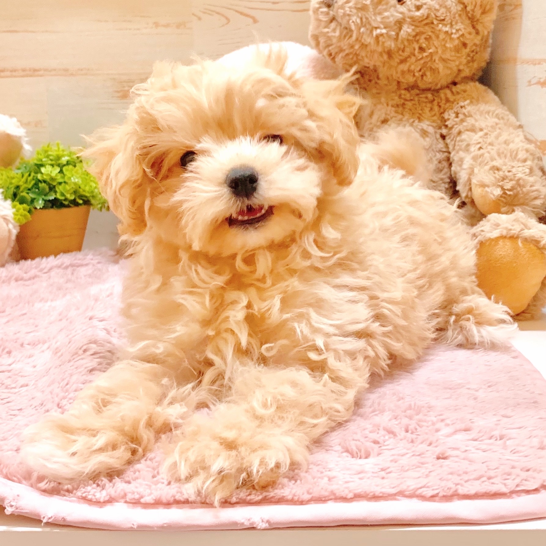 兵庫県のマルプー(マルチーズ×プードル) (犬の家＆猫の里神戸店/2025年8月30日生まれ/男の子/クリーム)の子犬の1枚目の画像