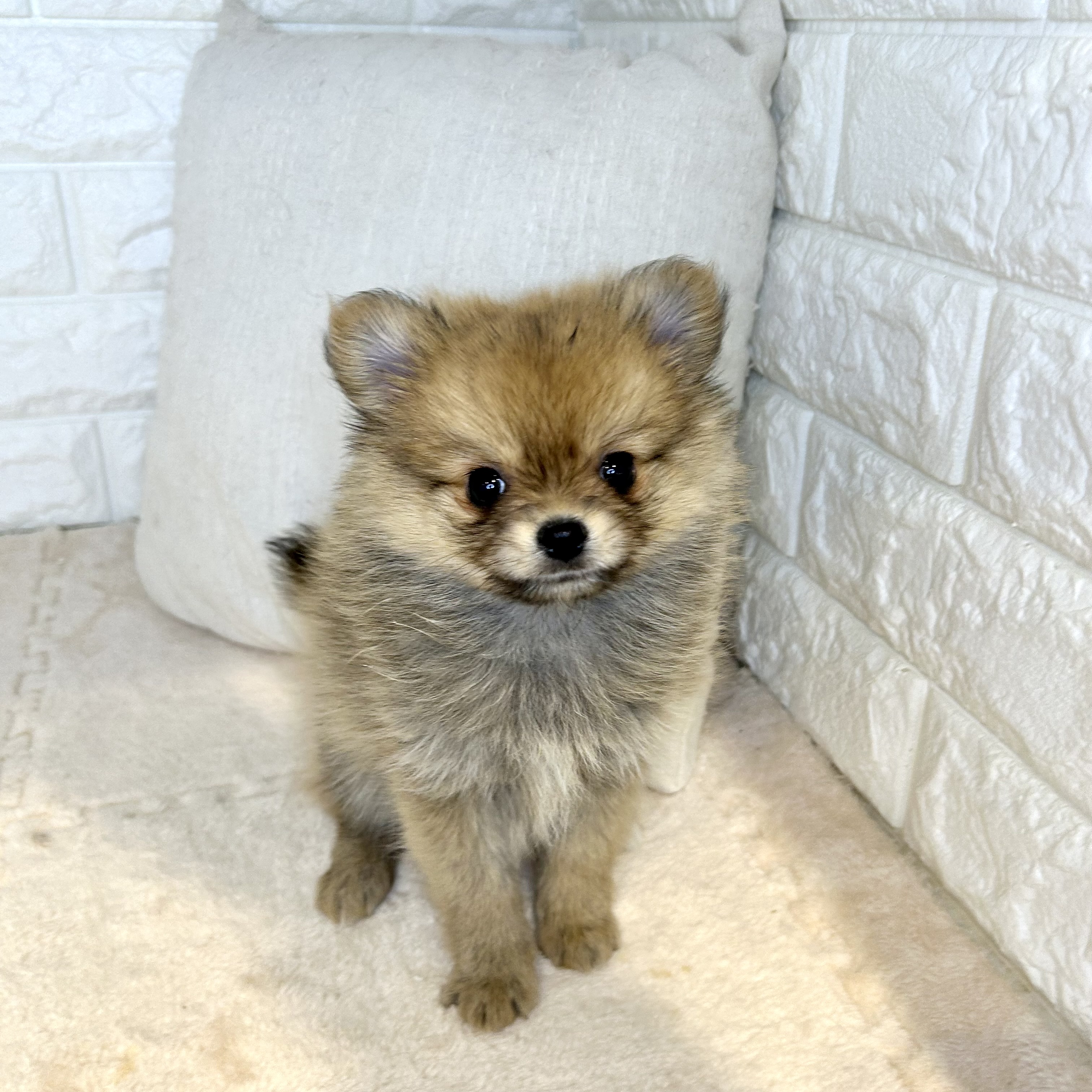 東京都のポメチワ/チワポメ/ポメチー(ポメラニアン×チワワ) (犬の家＆猫の里新宿店/2025年12月7日生まれ/女の子/フォーン)の子犬の1枚目の画像