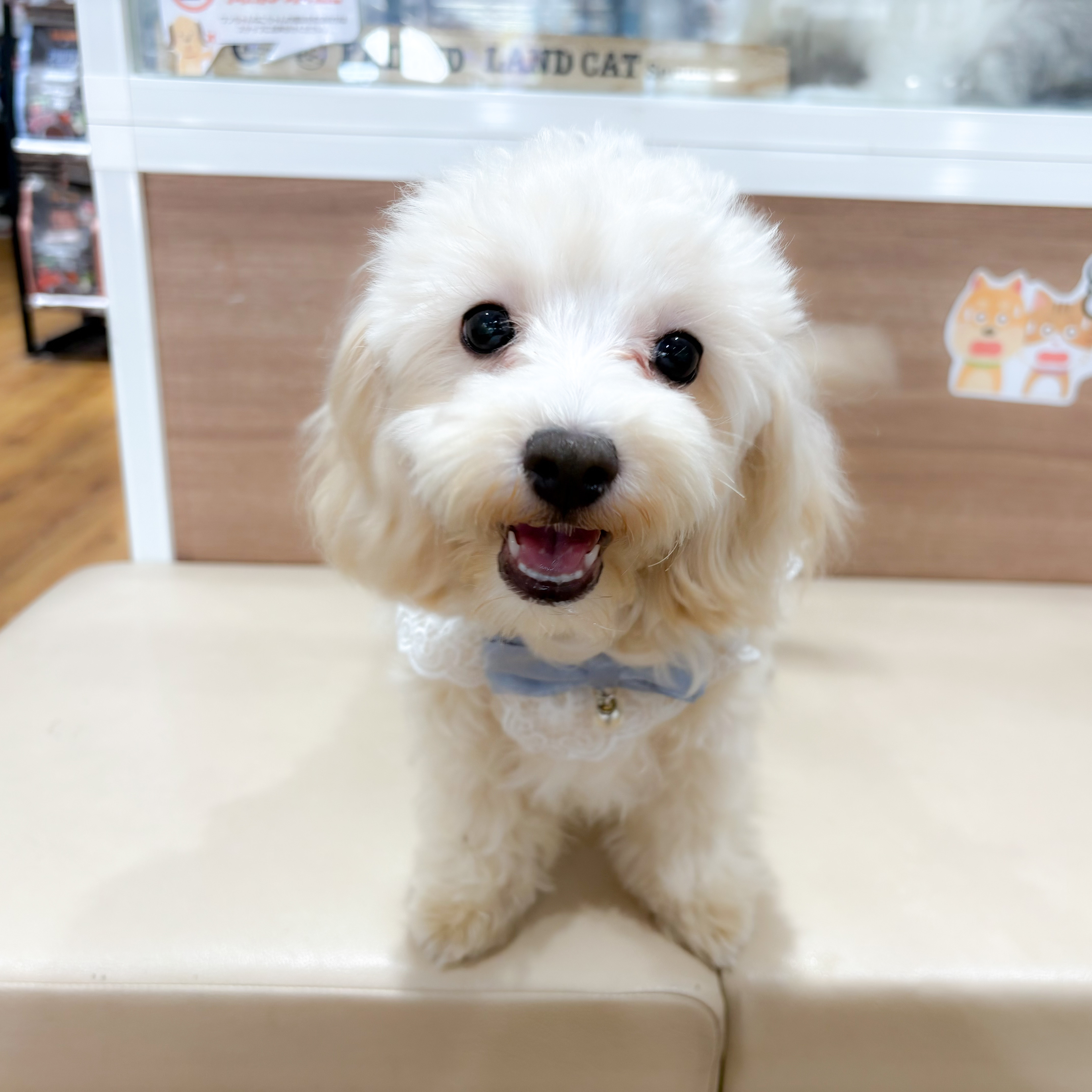 神奈川県のマルプー(マルチーズ×プードル) (犬の家＆猫の里元住吉ブレーメン通り店/2025年1月4日生まれ/男の子/クリームホワイト)の子犬