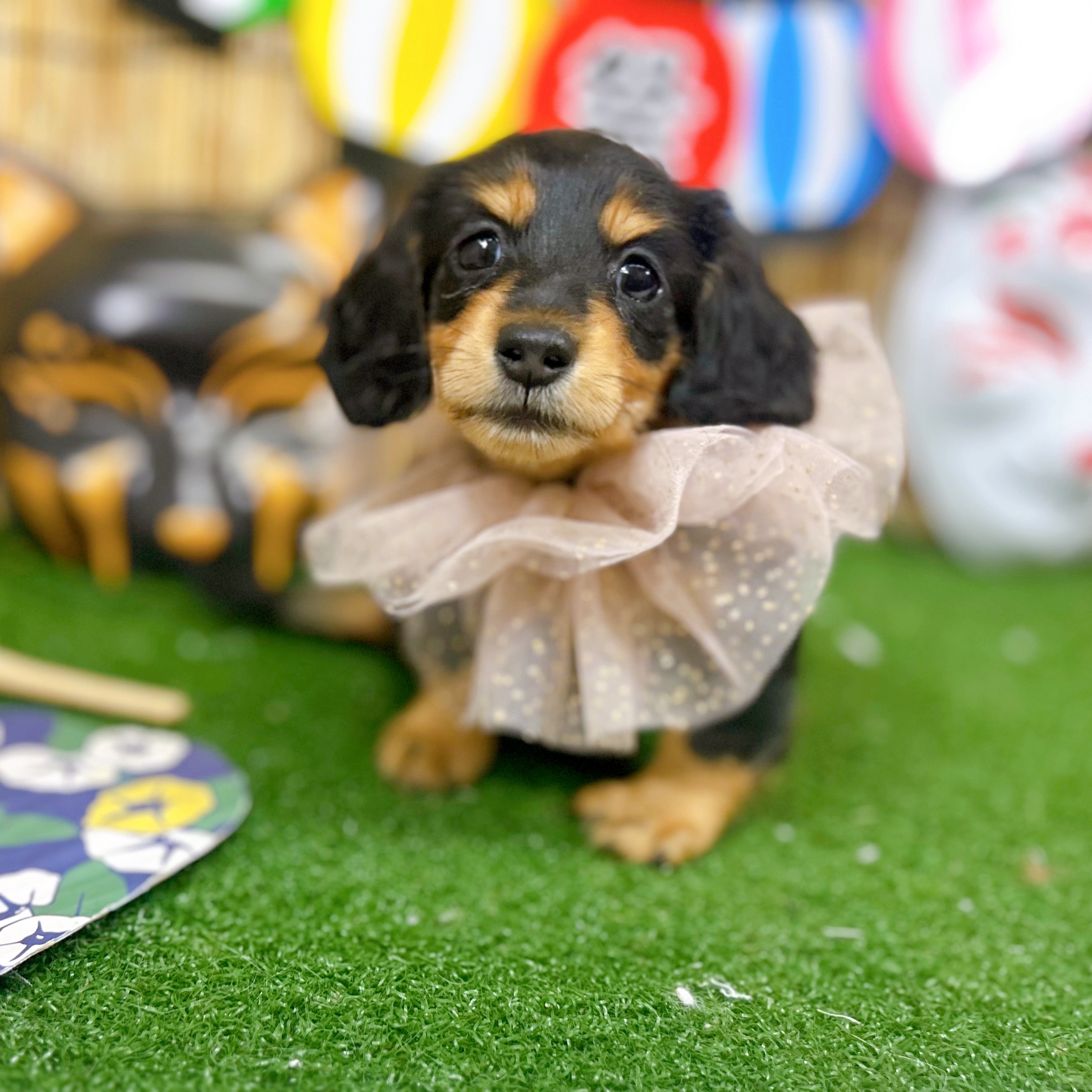 神奈川県のミニチュアダックスフンド(ロング) (犬の家＆猫の里小田原店/2025年6月15日生まれ/女の子/ブラックタン)の子犬の1枚目の画像