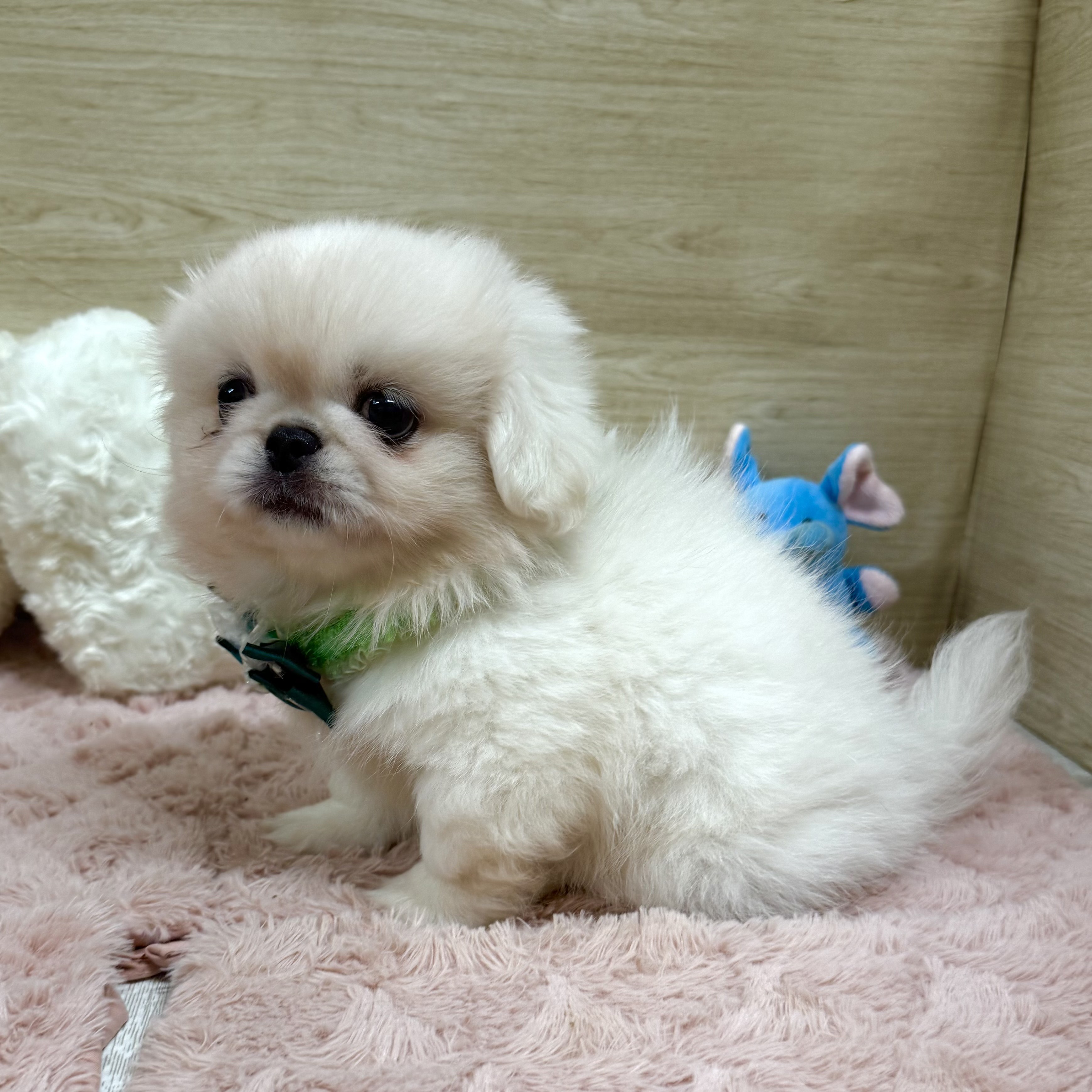 2025年8月22日生まれのペキニーズの6枚目の写真