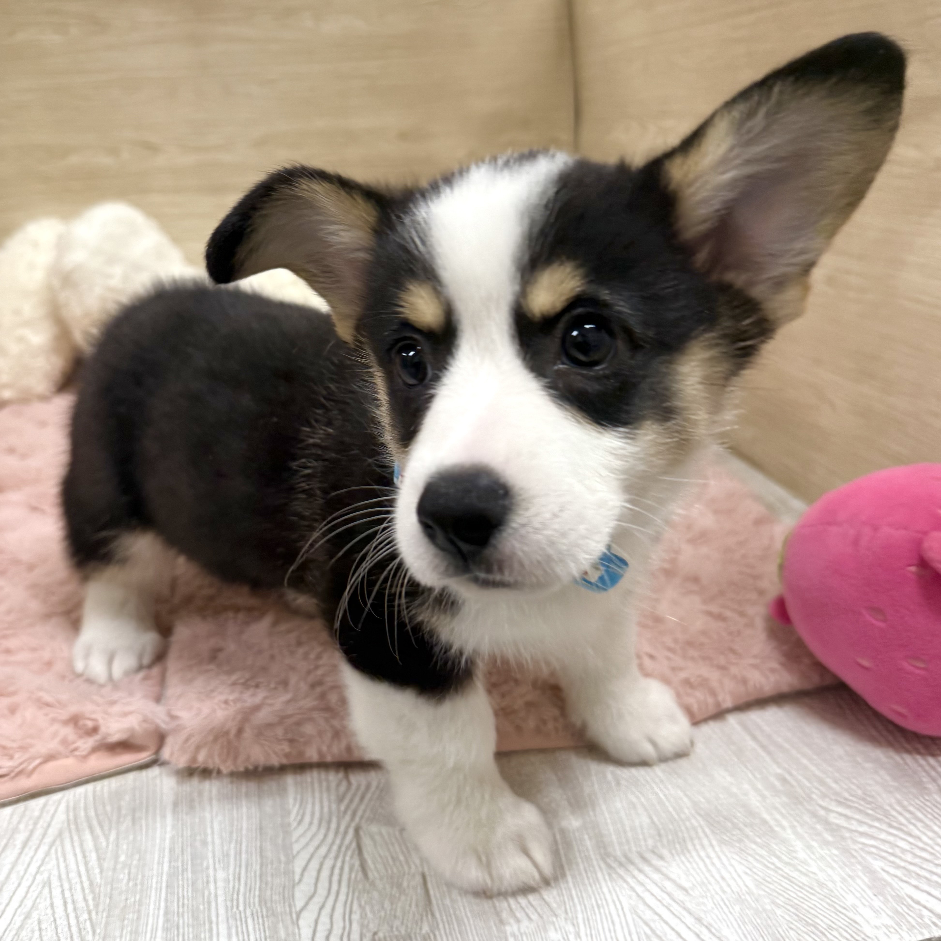 2025年8月26日生まれのウェルシュコーギーペンブロークの6枚目の写真