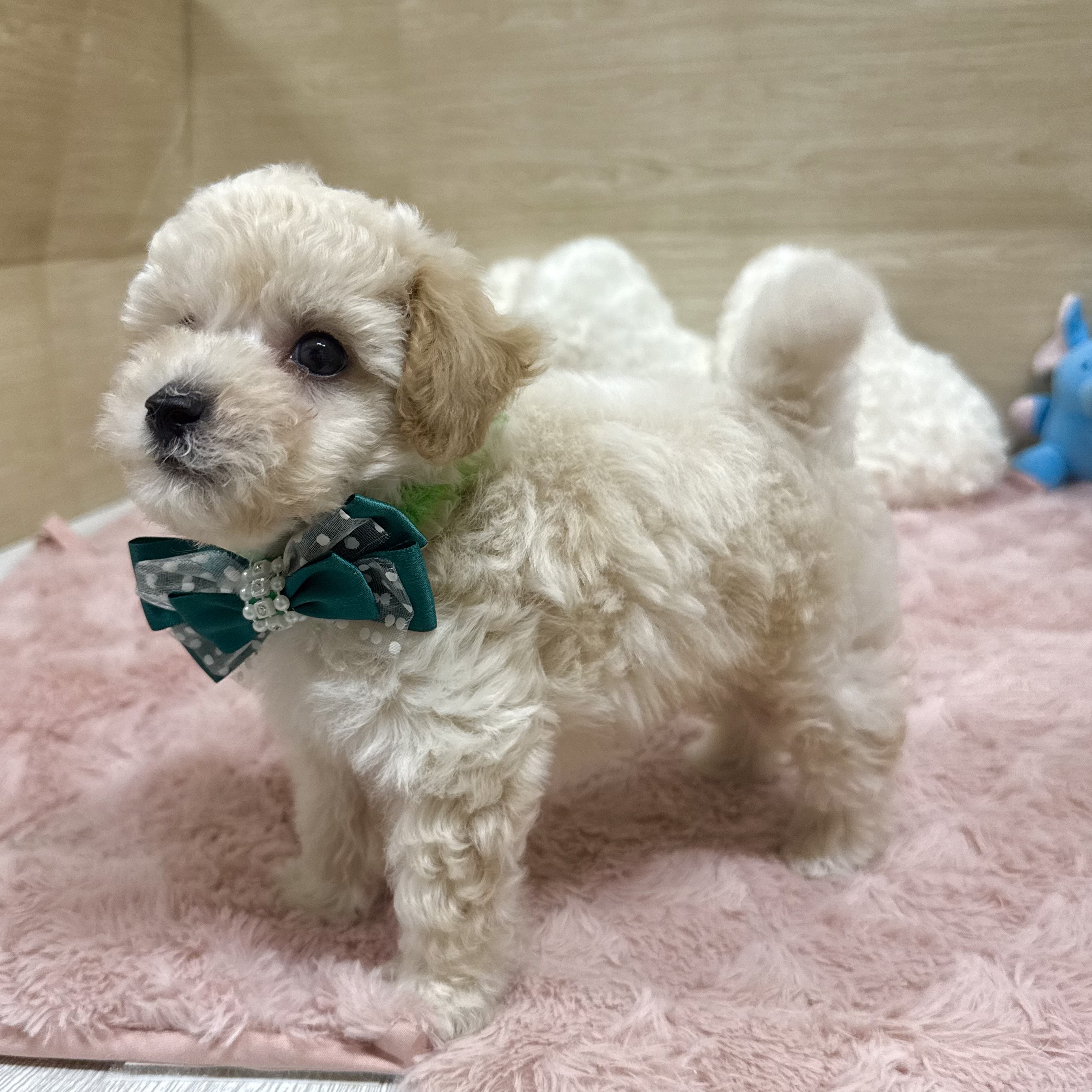 2025年8月27日生まれのビションプー(ビションフリーゼ×プードル)の6枚目の写真