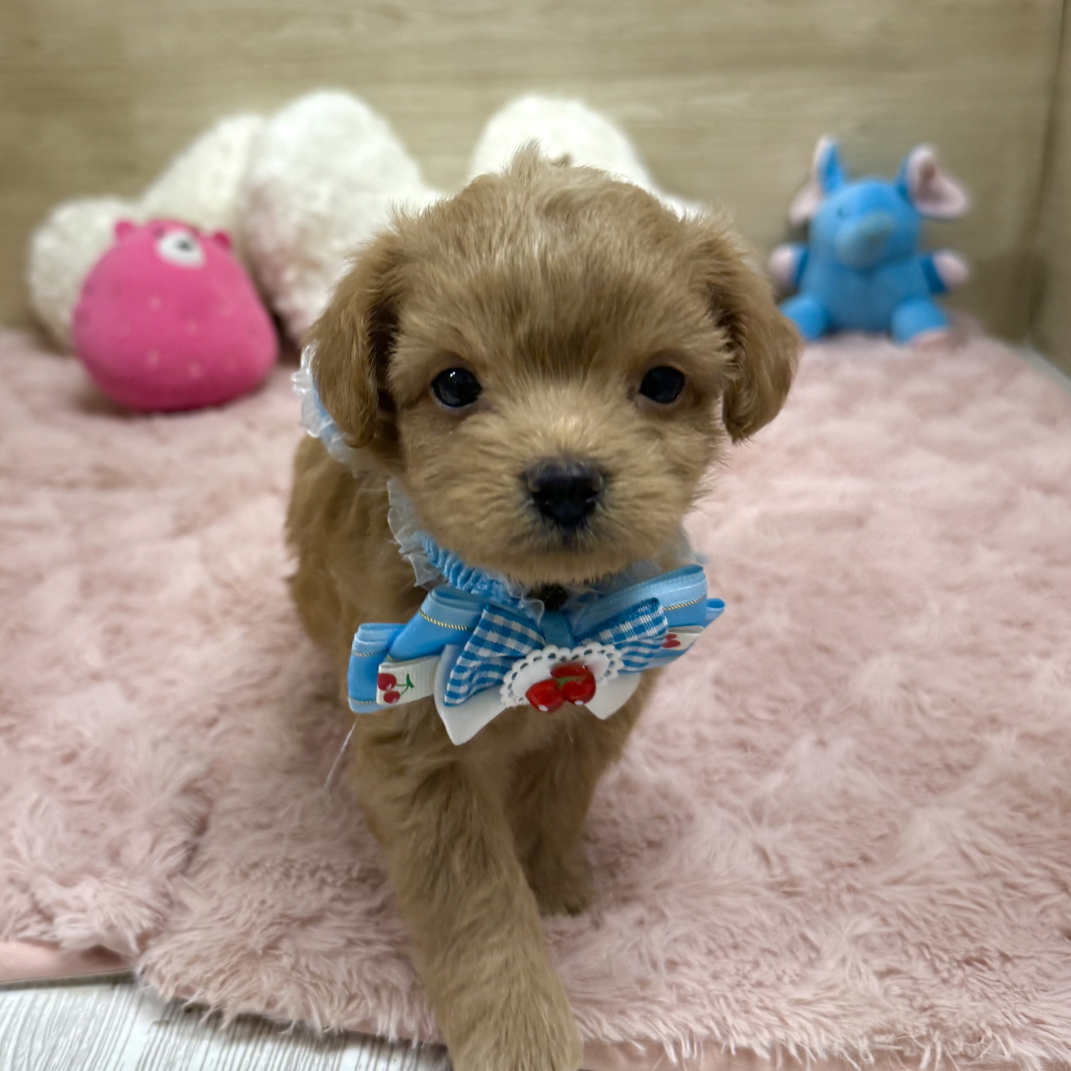 2025年8月28日生まれのチワプー/プーチー(チワワ×プードル)の6枚目の写真