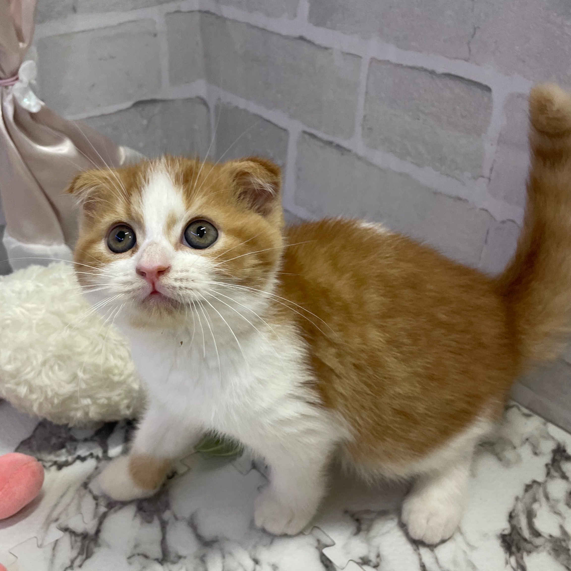 スコティッシュフォールド男の子の写真