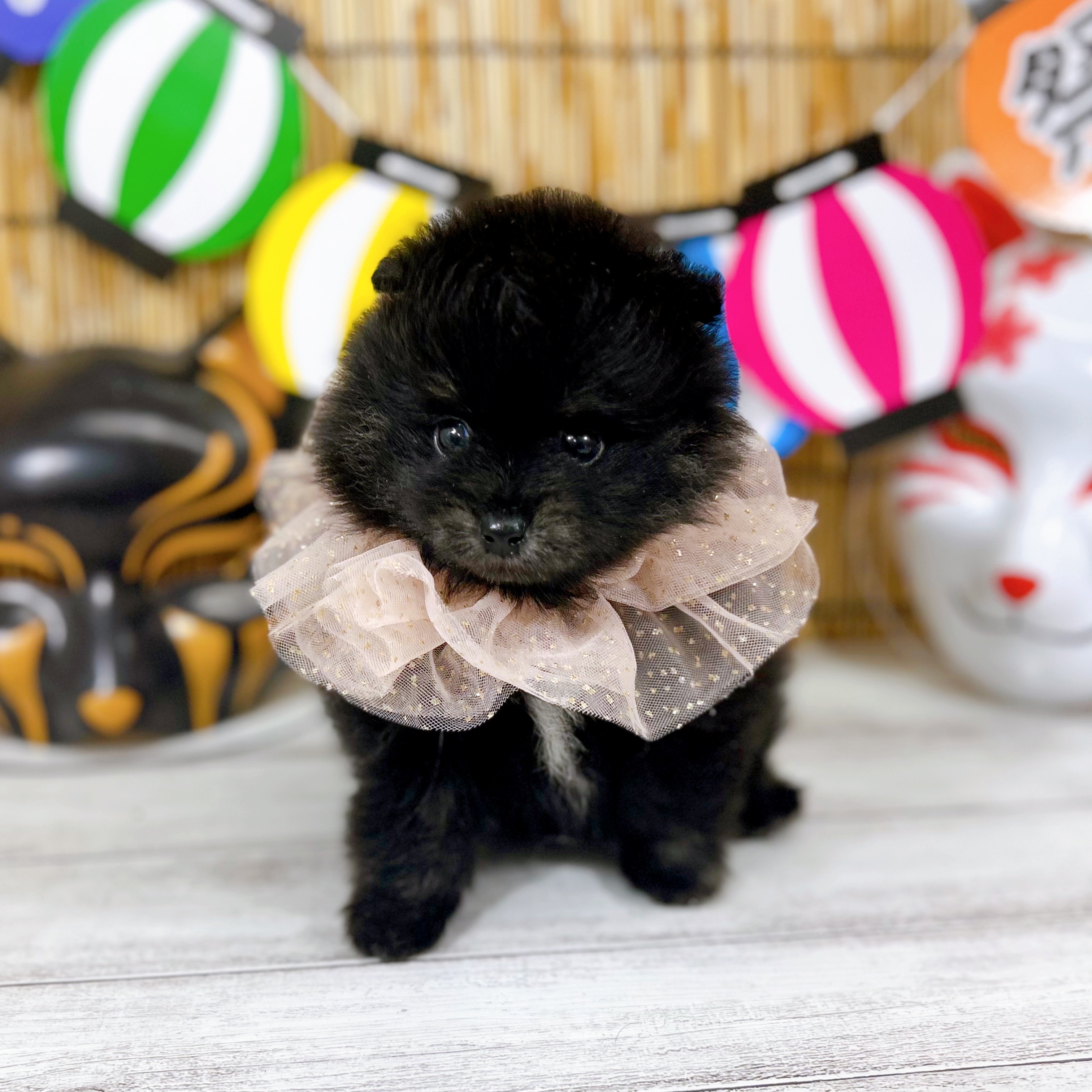 神奈川県のポメラニアン (犬の家＆猫の里小田原店/2025年7月7日生まれ/男の子/ブラックタン)の子犬の1枚目の画像