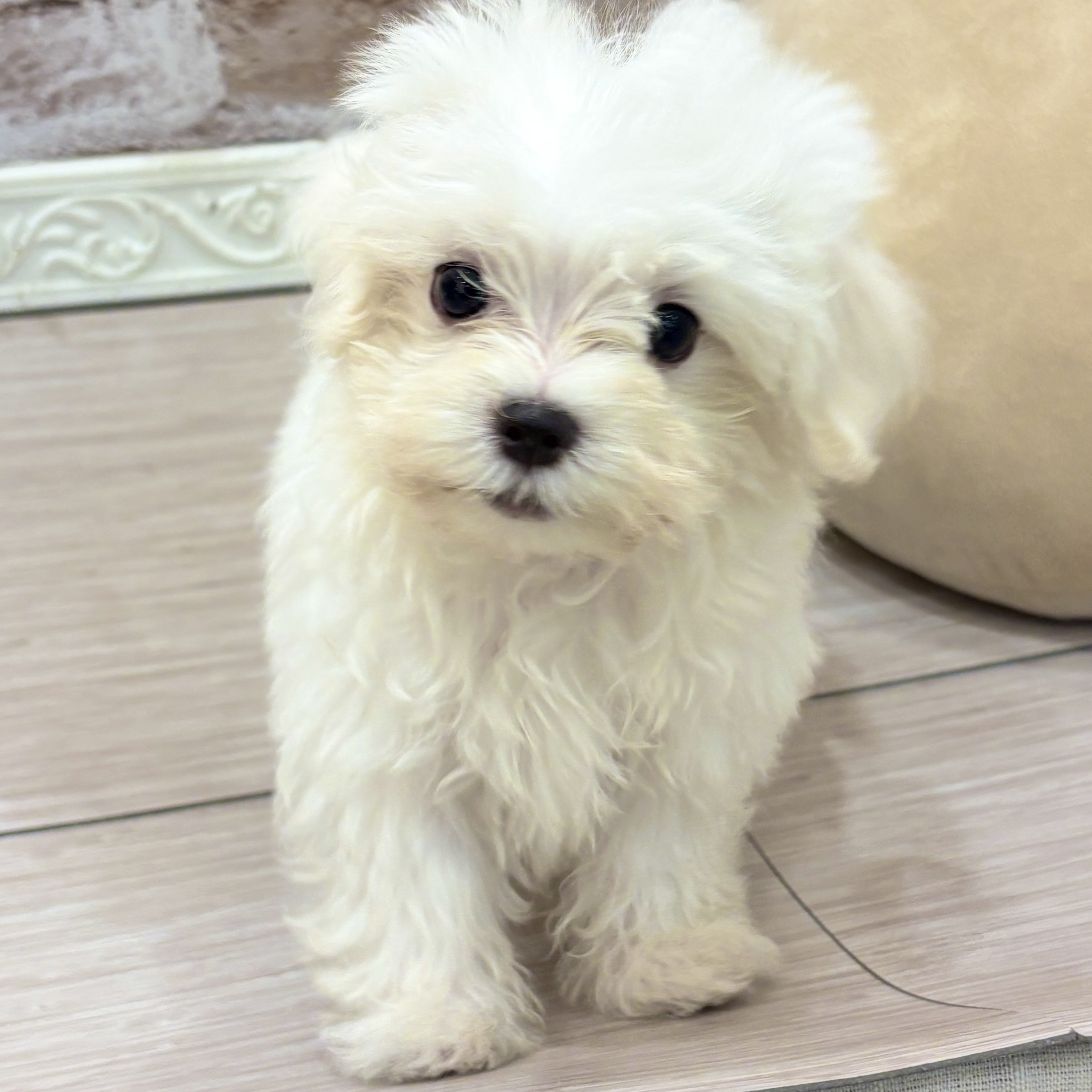 三重県のマルチーズ (犬の家＆猫の里三重桑名店/2026年7月28日生まれ/男の子/ホワイト)の子犬の1枚目の画像
