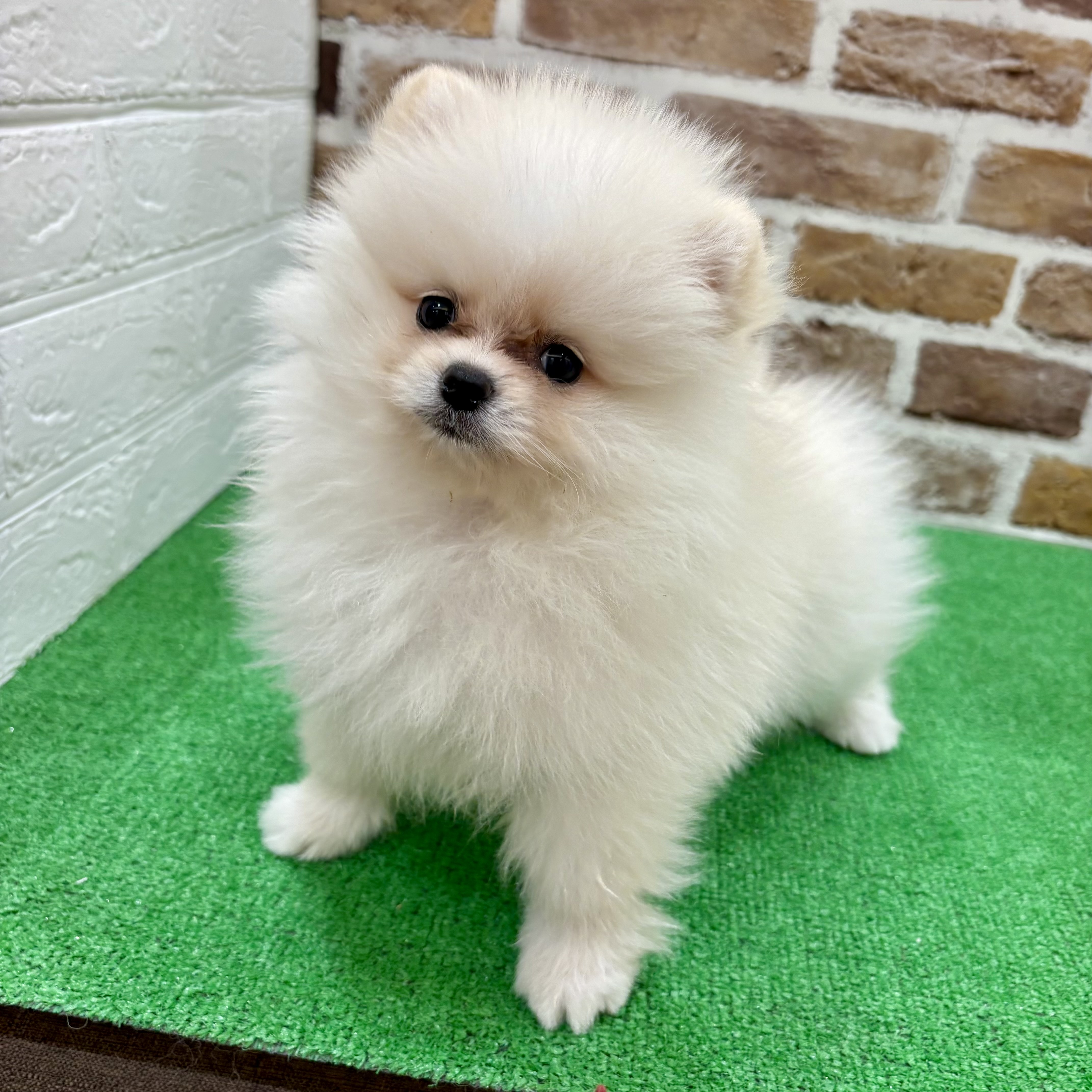 ポメラニアン男の子の写真