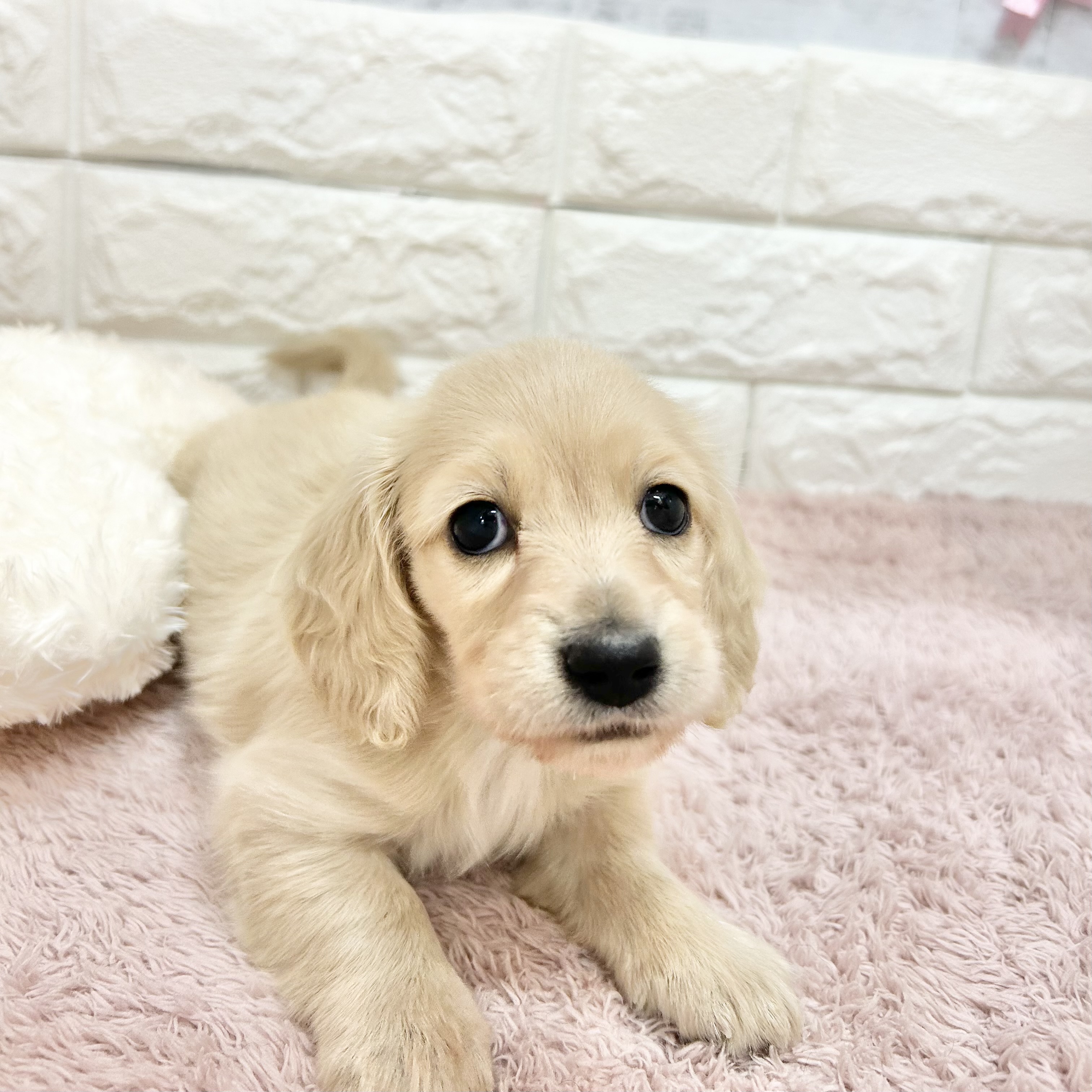 静岡県のミニチュアダックスフンド(ロング) (犬の家＆猫の里プレ葉ウォーク浜北店/2026年5月2日生まれ/女の子/イエロー)の子犬の1枚目の画像