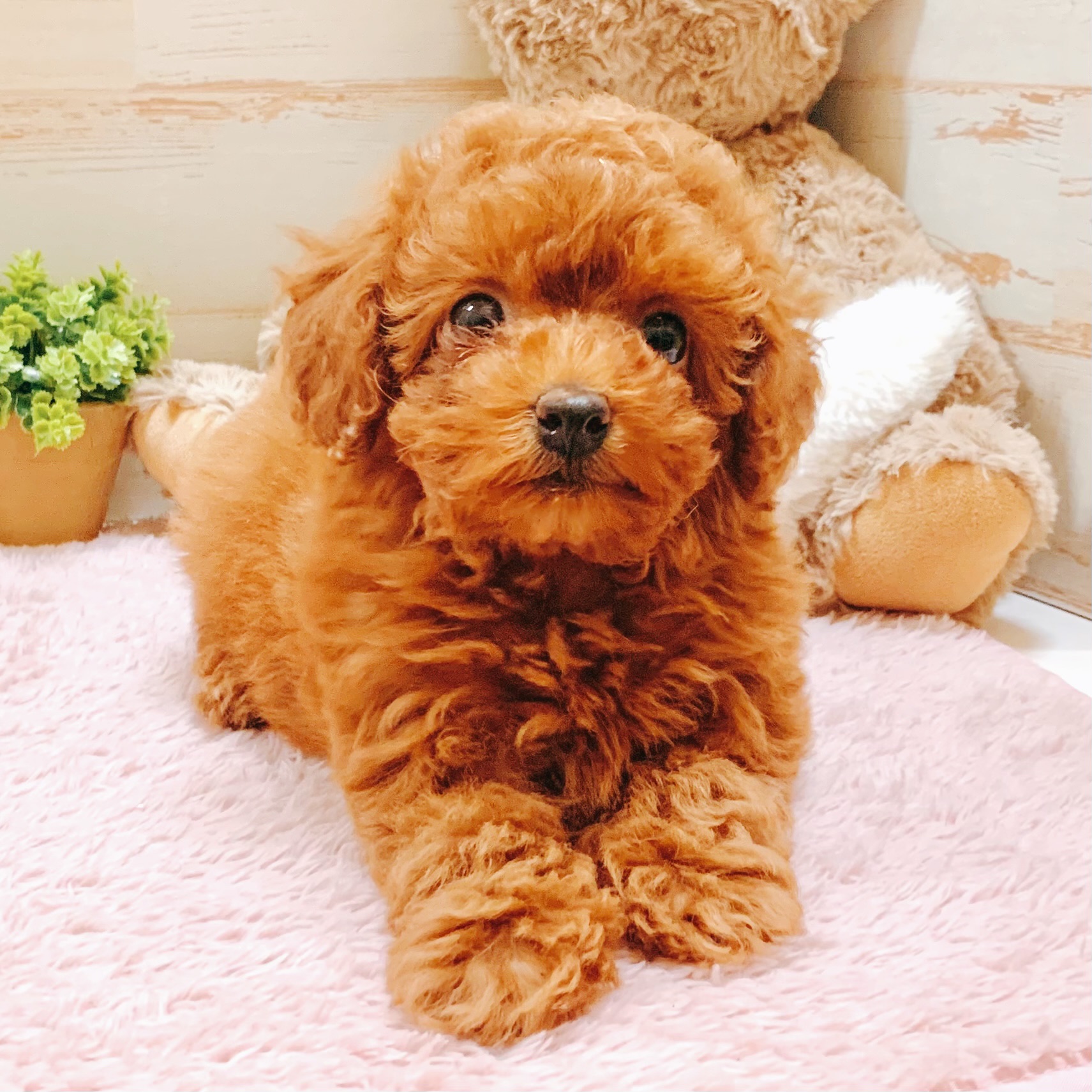 兵庫県のトイプードル(トイ) (犬の家＆猫の里神戸店/2026年1月13日生まれ/女の子/レッドフォーン)の子犬の1枚目の画像