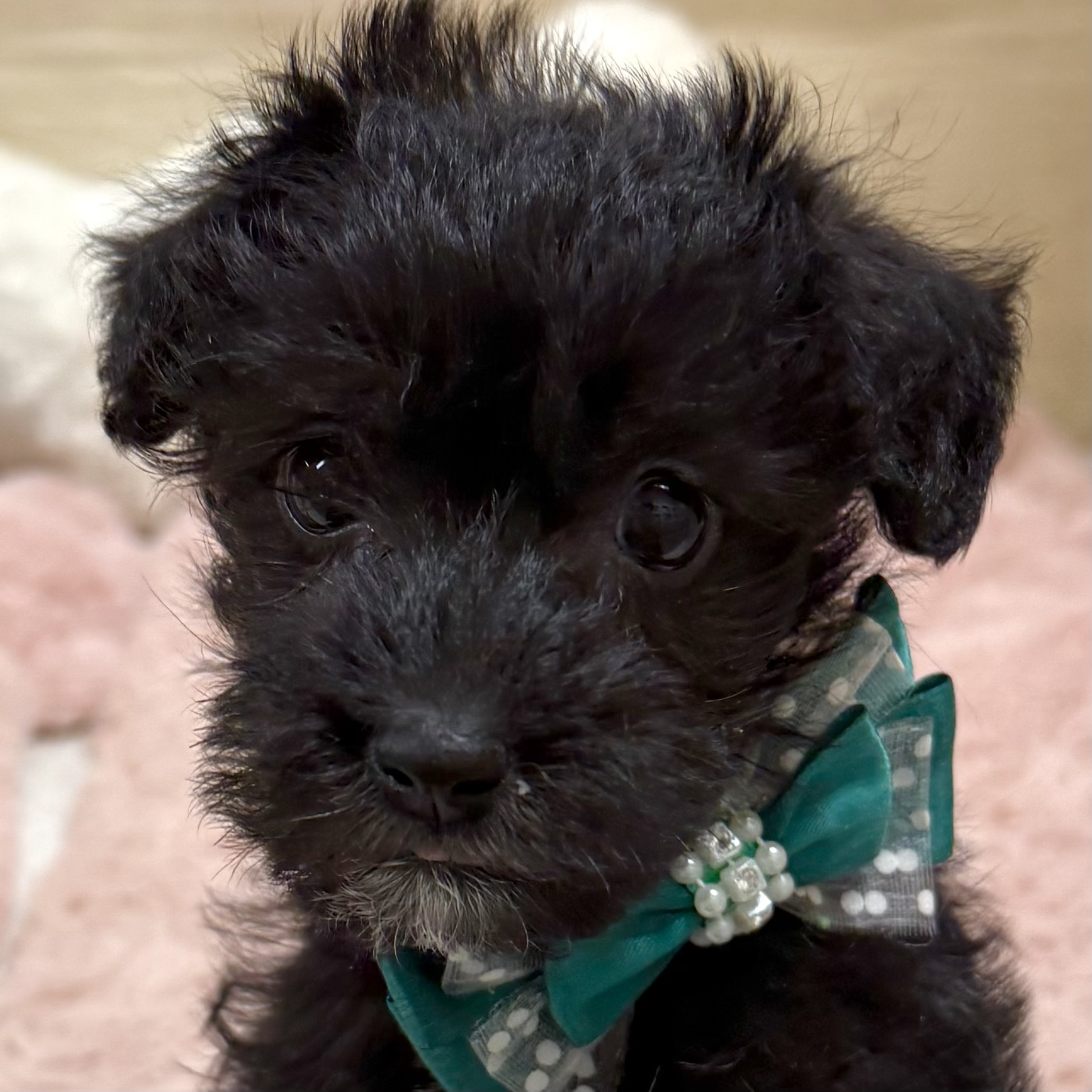 大阪府のシュナプー(シュナウザー×プードル) (犬の家＆猫の里そよら東岸和田店/2025年10月18日生まれ/女の子/ブラック)の子犬の1枚目の画像