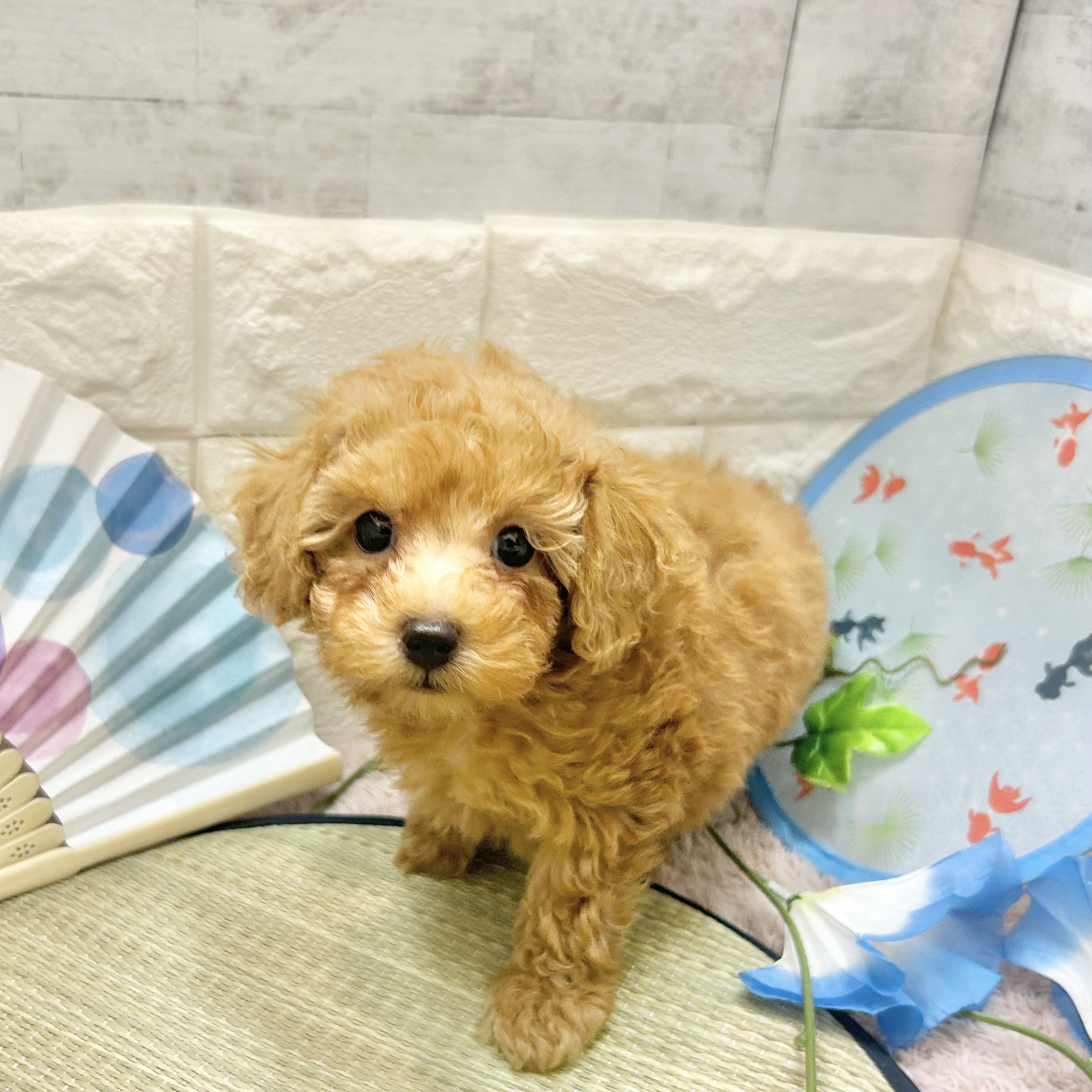 静岡県のトイプードル(トイ) (犬の家＆猫の里プレ葉ウォーク浜北店/2026年5月17日生まれ/男の子/アプリコット)の子犬の1枚目の画像