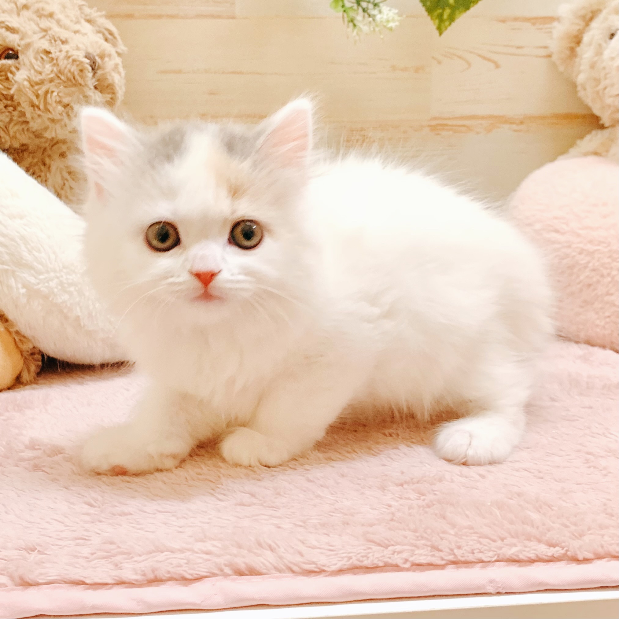 生体画像６